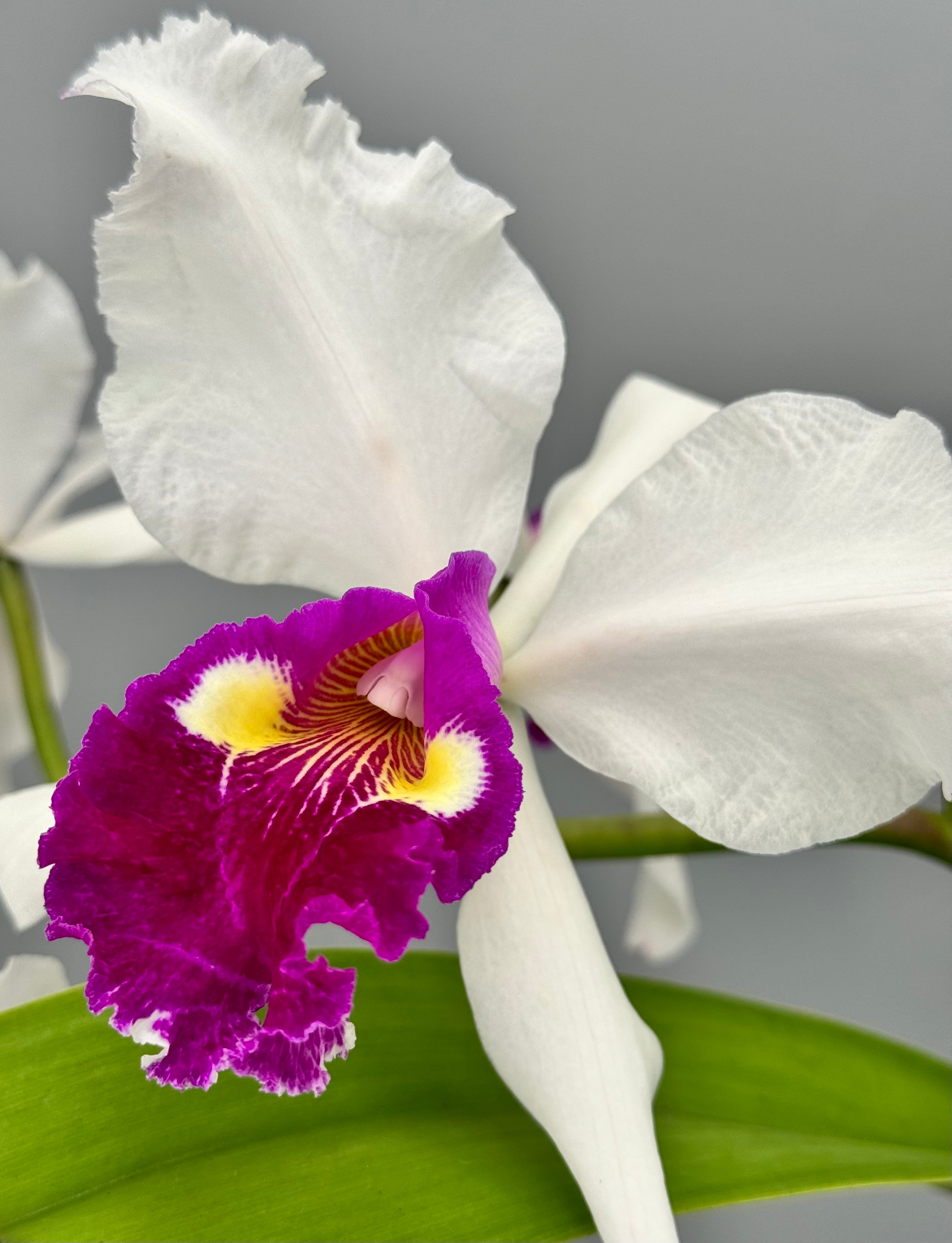 Cattleya warscewiczii semi-alba