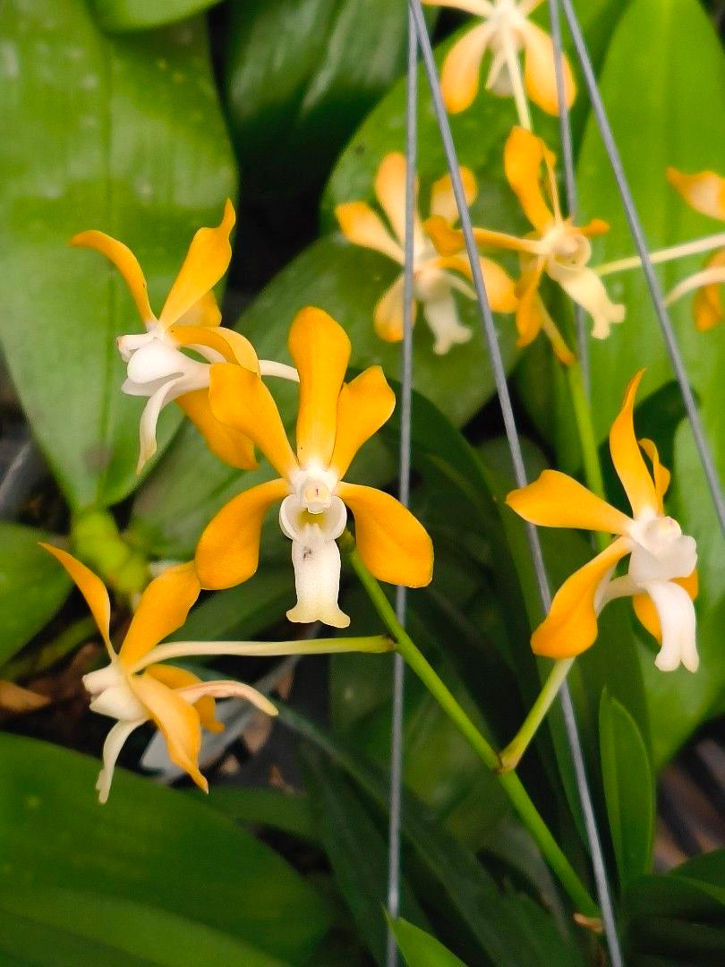 Neofinetia falcata x Vanda denisoniana