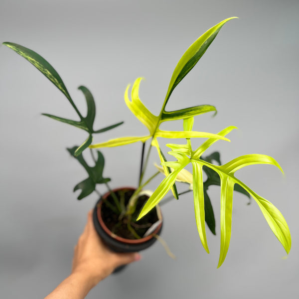 FFF5E8D0-048F-4B37-8EC9-