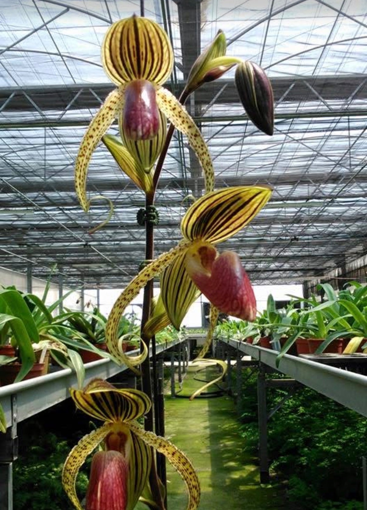 Paphiopedilum.HUNG SHENG EAGLE (GIGANTIFOLIUM X ROTHSCHILDIANUM)