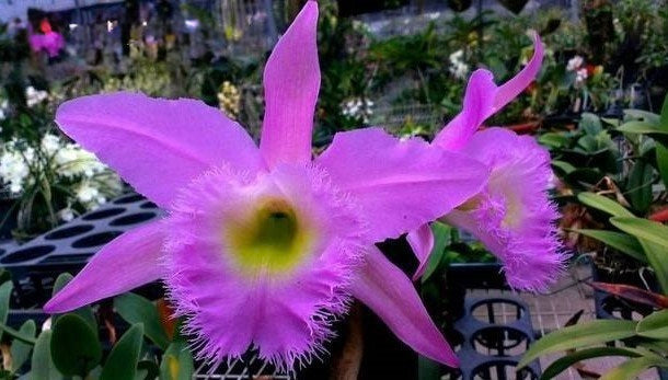 Rhyncholaeliocattleya Wellesleyae (C.leuddemanniana coerulea ‘Michael’ AM/AOS Rhyn.digbyana ‘Laura’AM.AOS)(40-65 baby plants)
