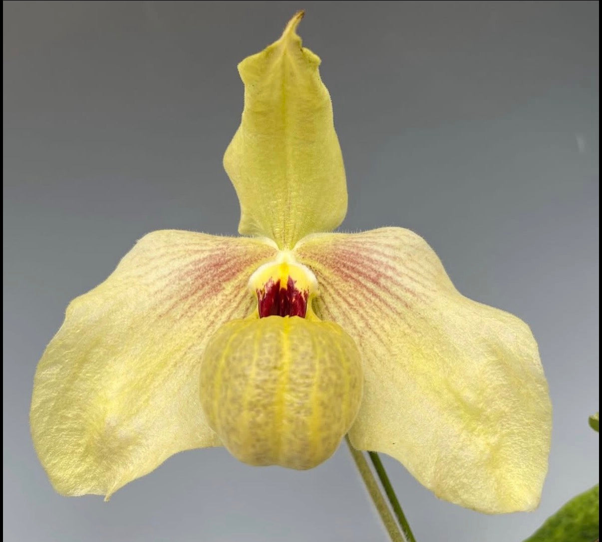 Paphiopedilum Shun Fa Golden