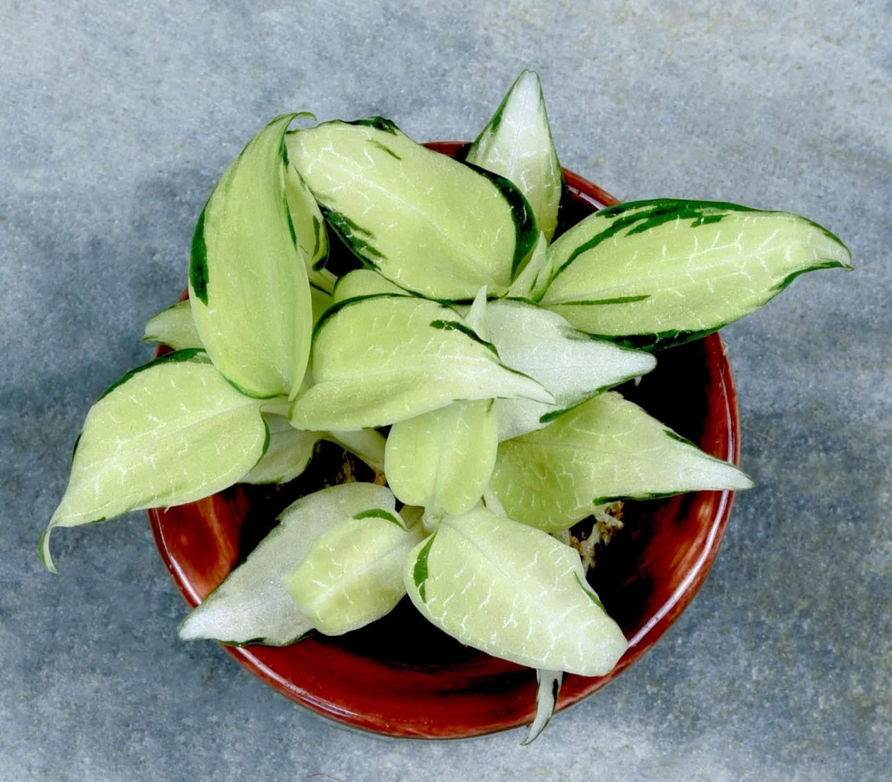 Goodyera malipoensis ''Variegata''