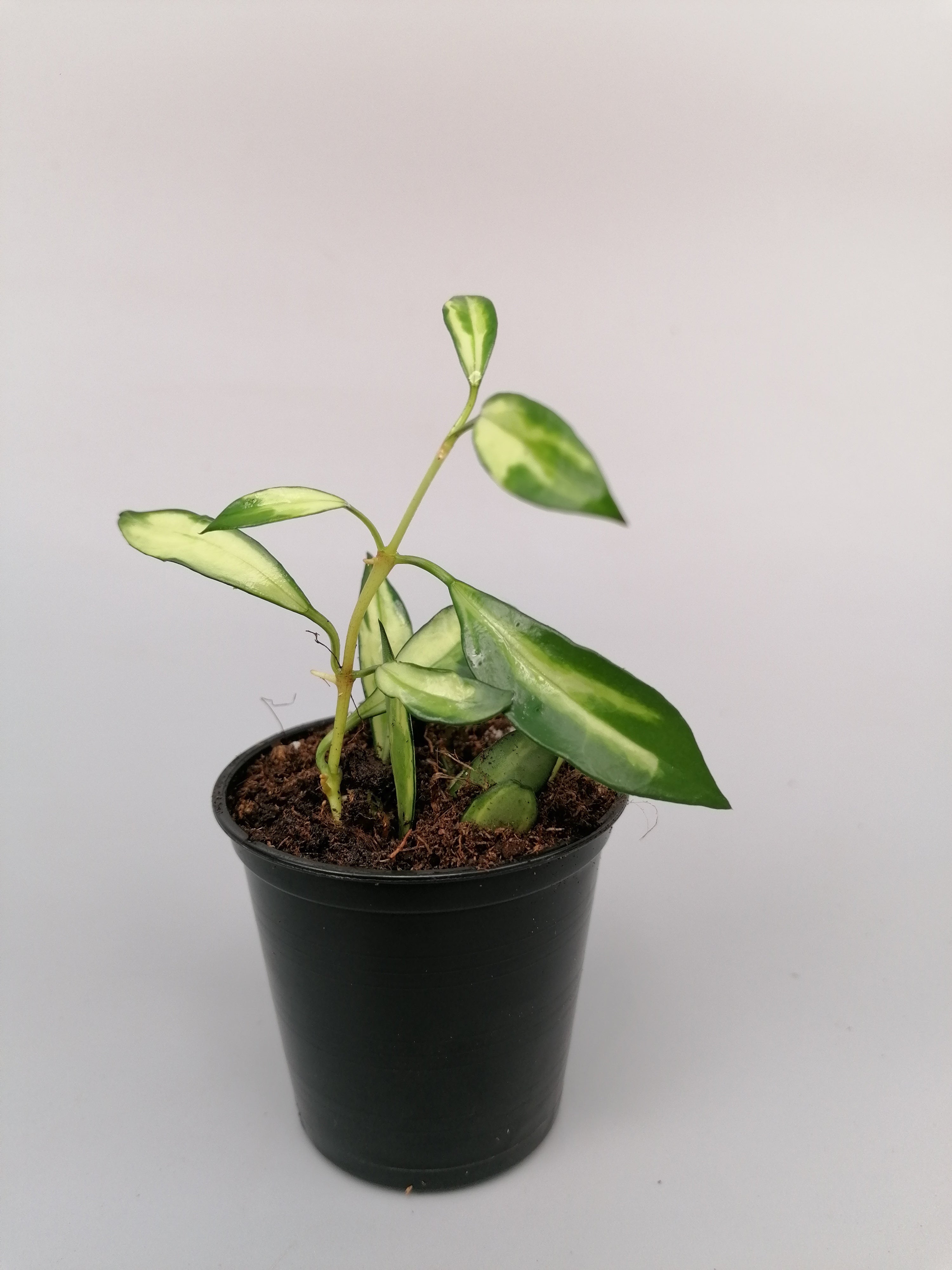 Hoya lacunosa variegata