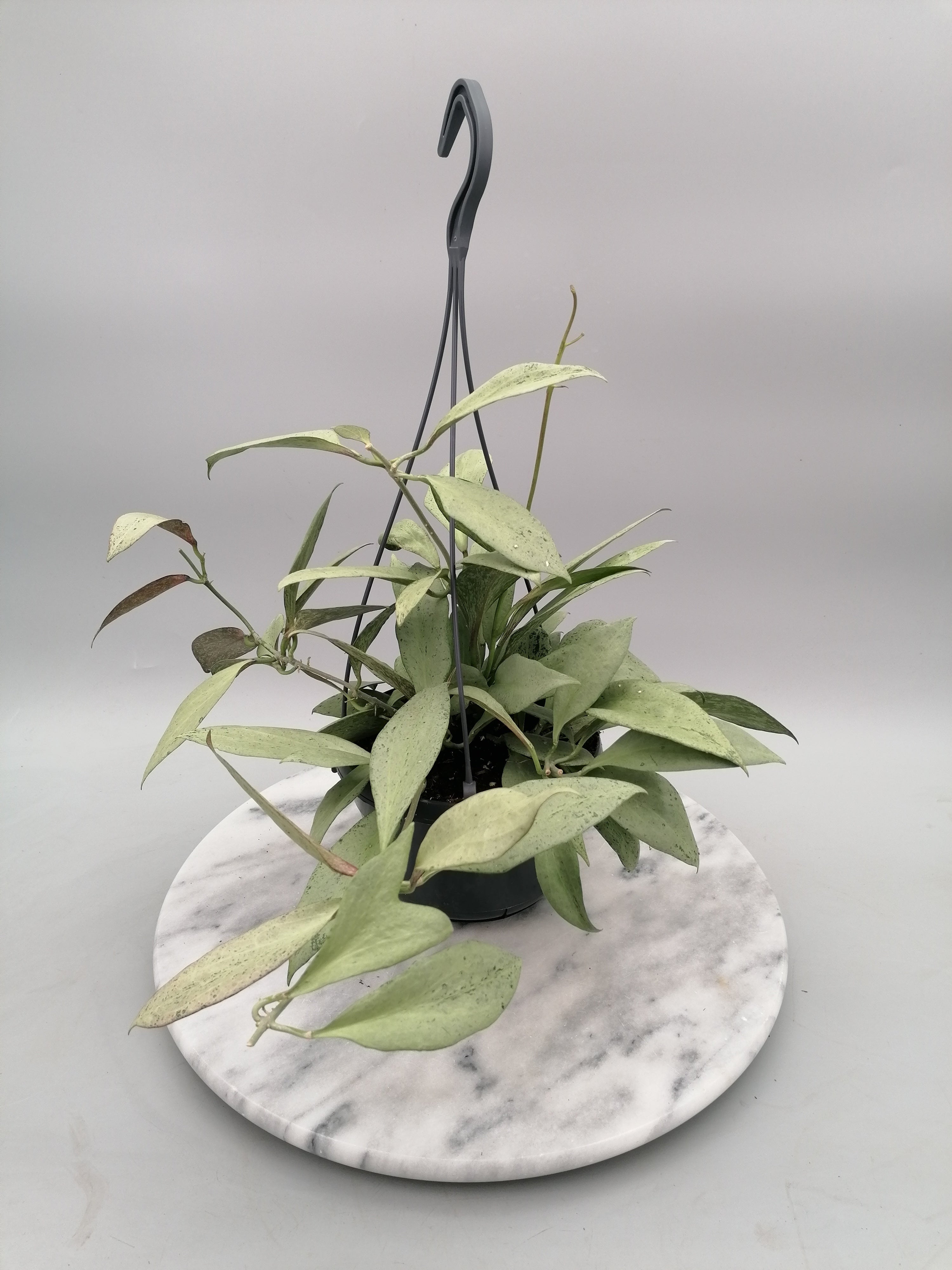 Hoya nicholsoniae New Guinea Ghost (Big Plant)