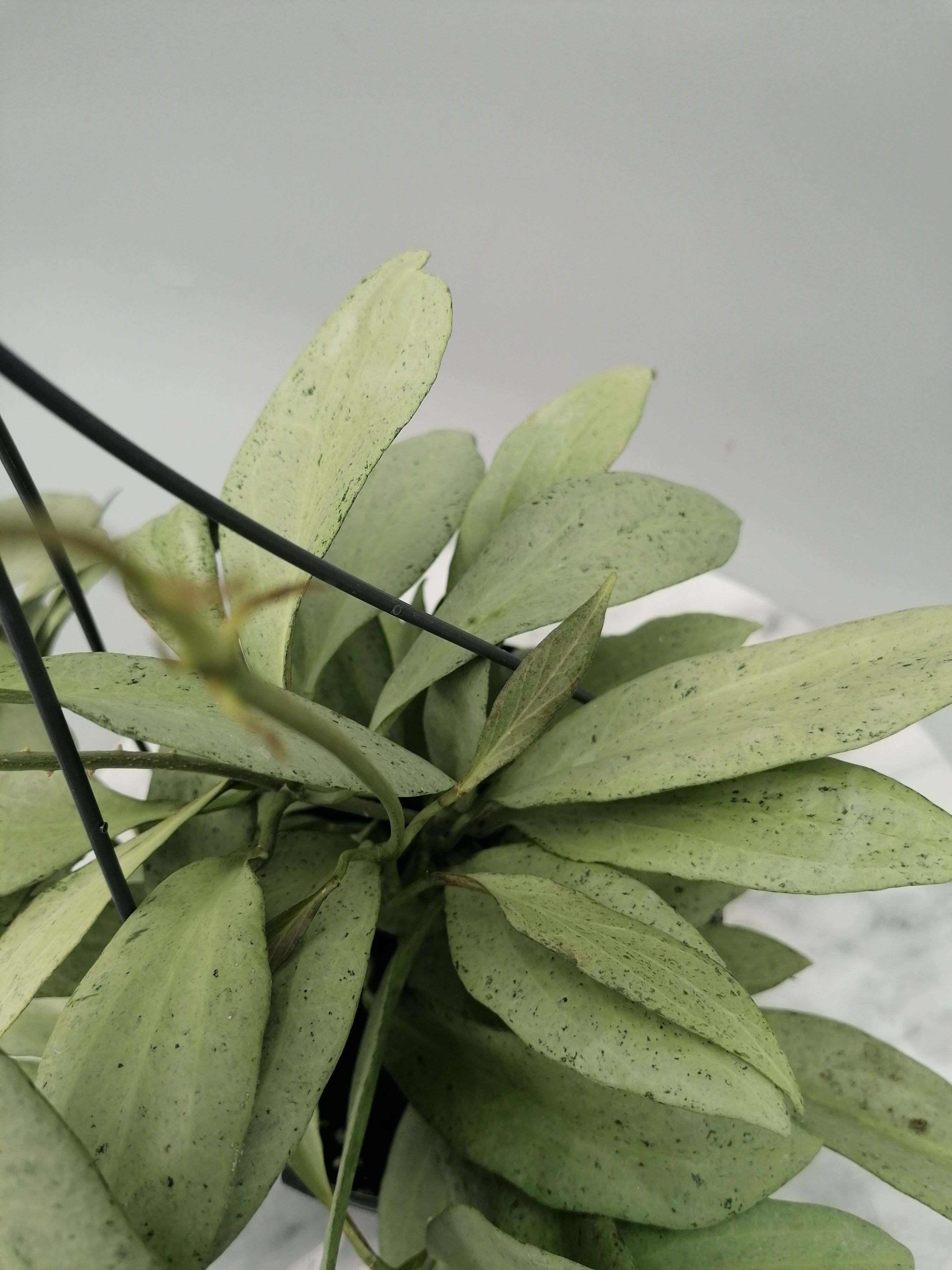 Hoya nicholsoniae New Guinea Ghost "Big Plant"