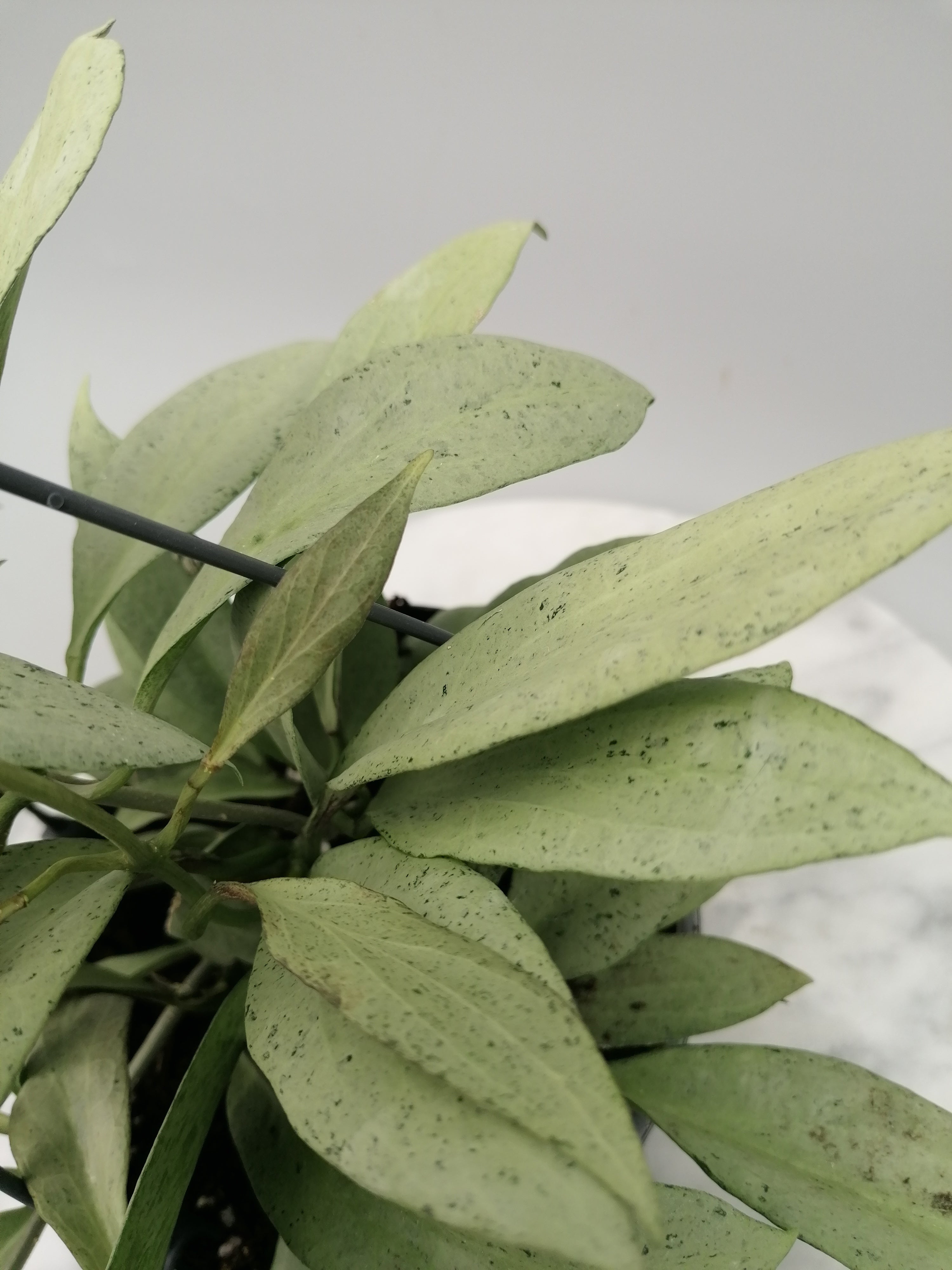 Hoya nicholsoniae New Guinea Ghost "Big Plant"