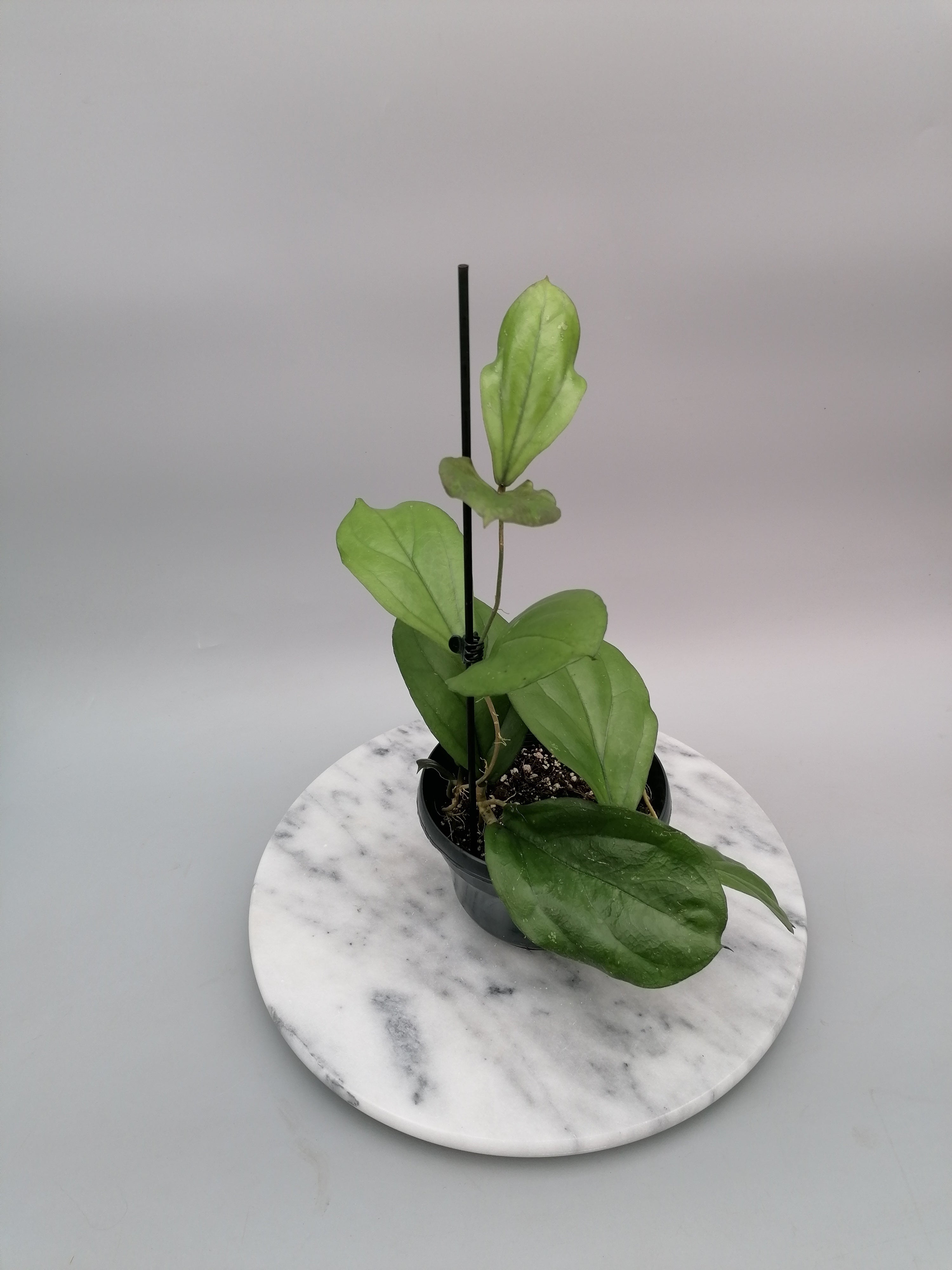 Hoya lambii (Big Plant)
