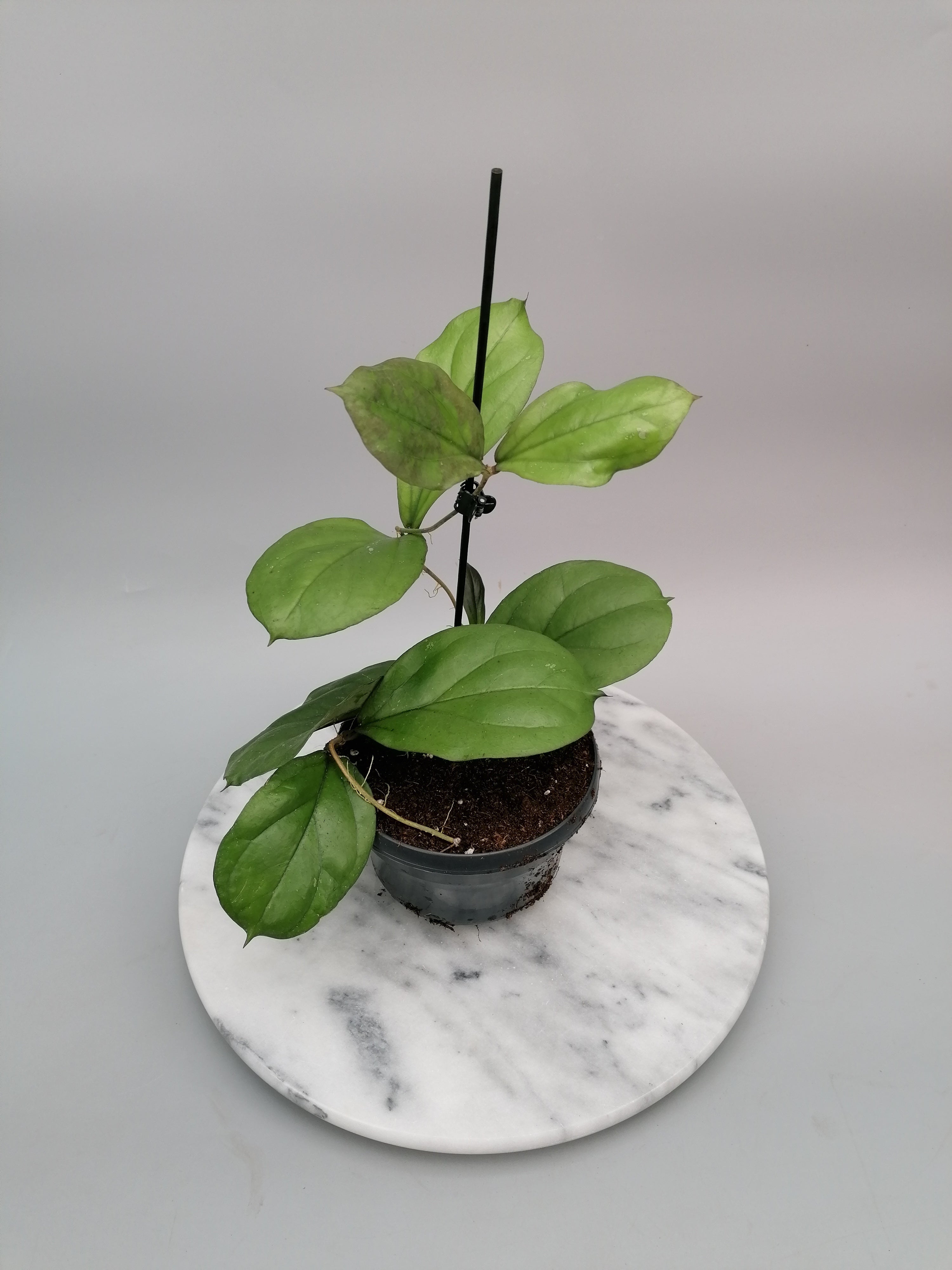 Hoya lambii (Big Plant)