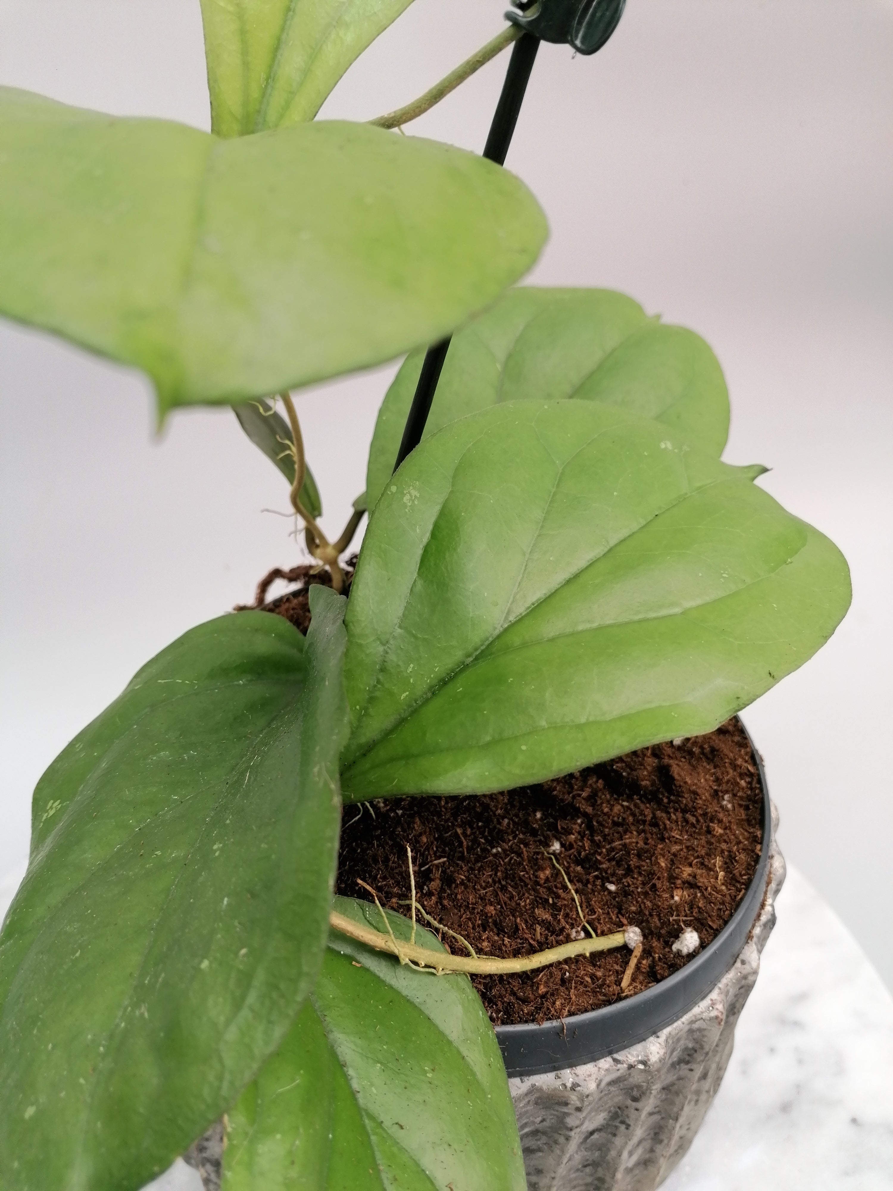 Hoya lambii (Big Plant)