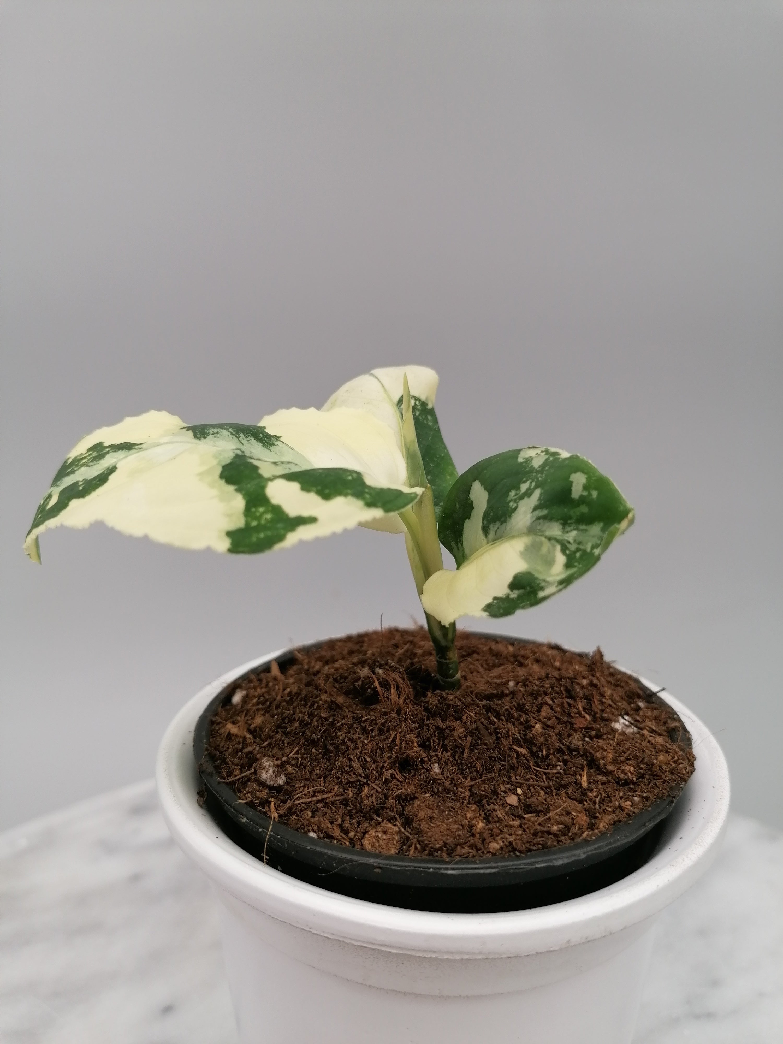 Aglaonema Pictum Tricolor Alba Variegation (Nr 1)