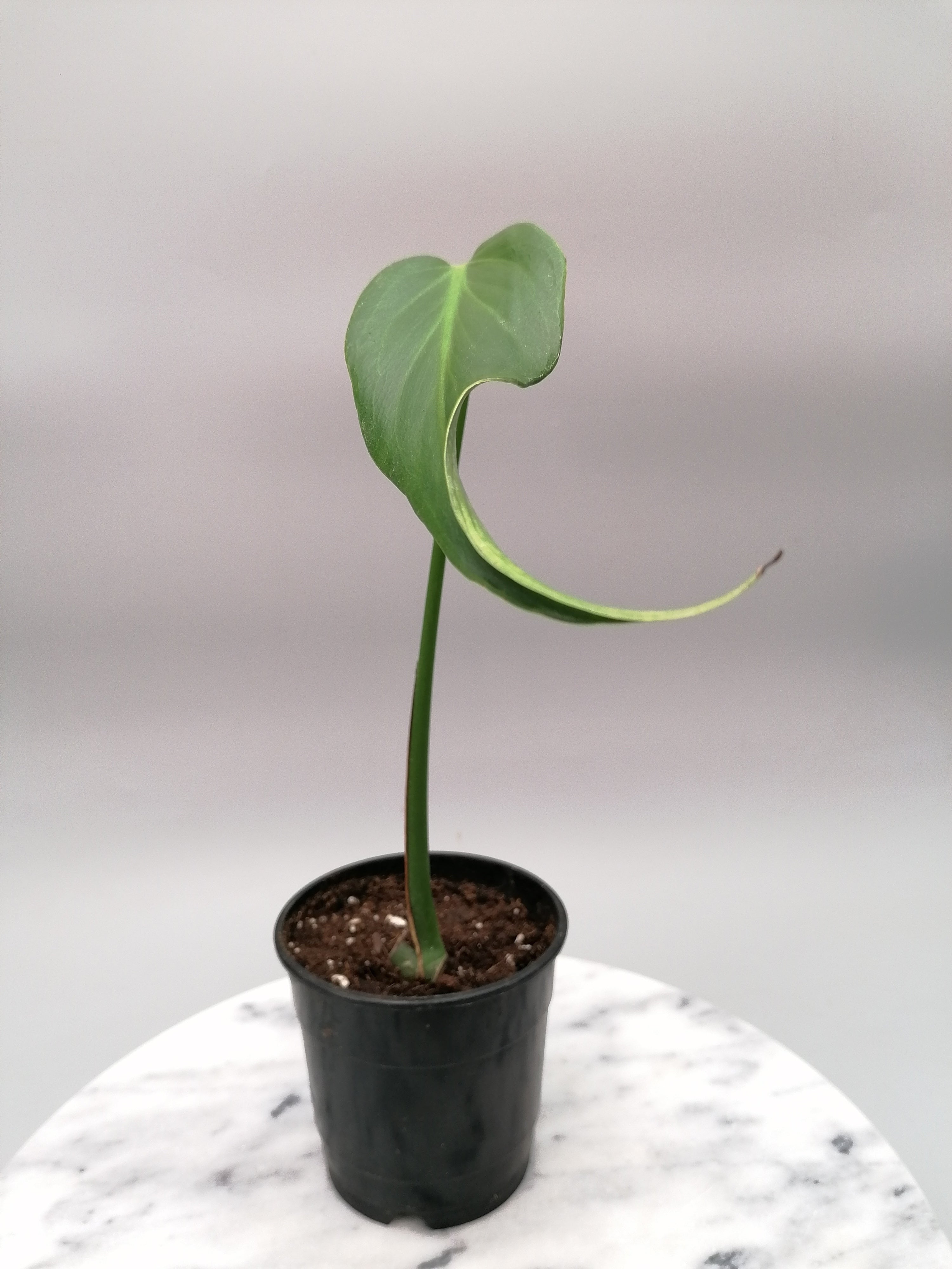 Monstera 'Burle Marx Flame' Small 1 leaves' (Young plant)