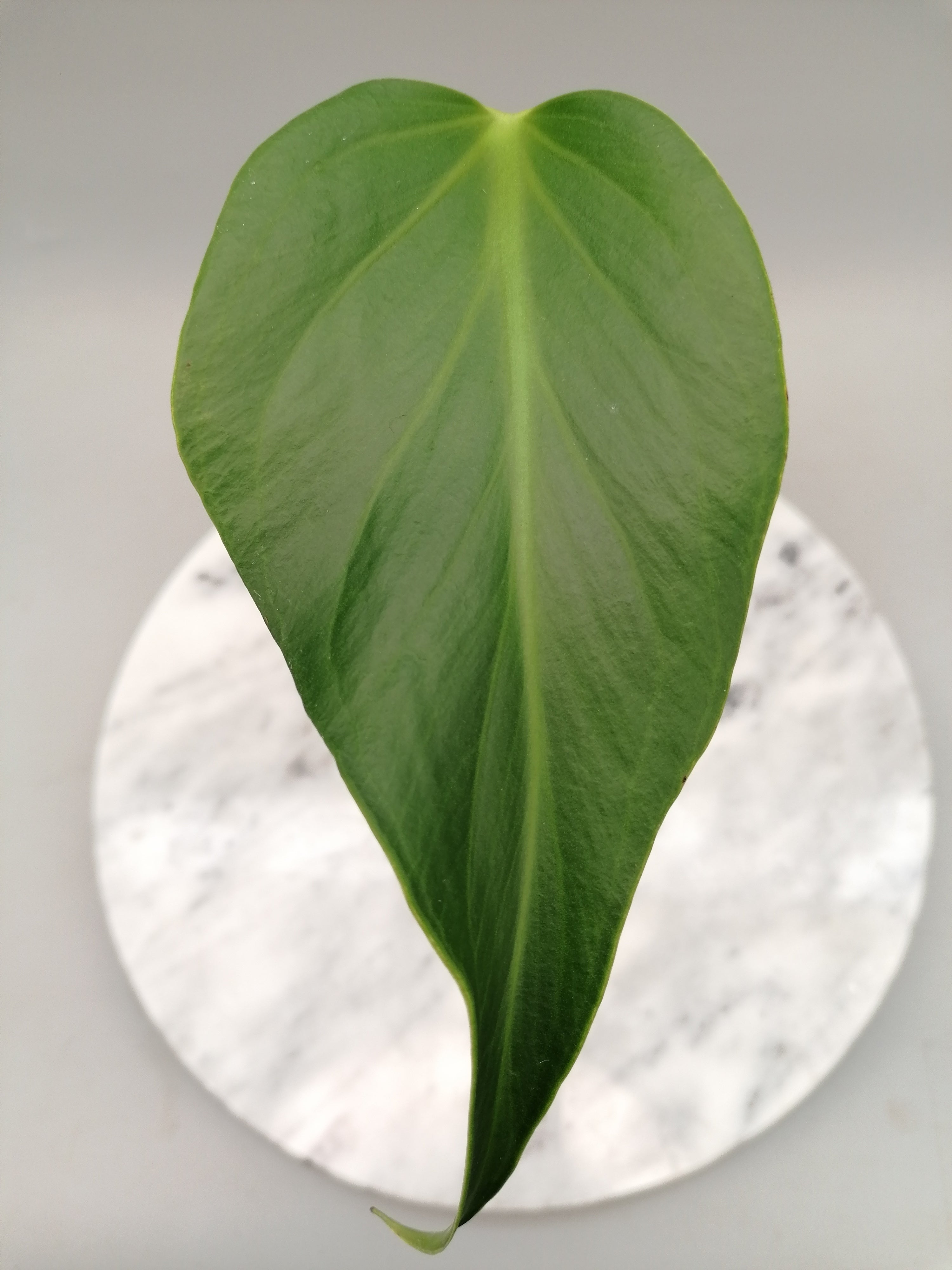 Monstera 'Burle Marx Flame' 1 Leaf (Cutting)
