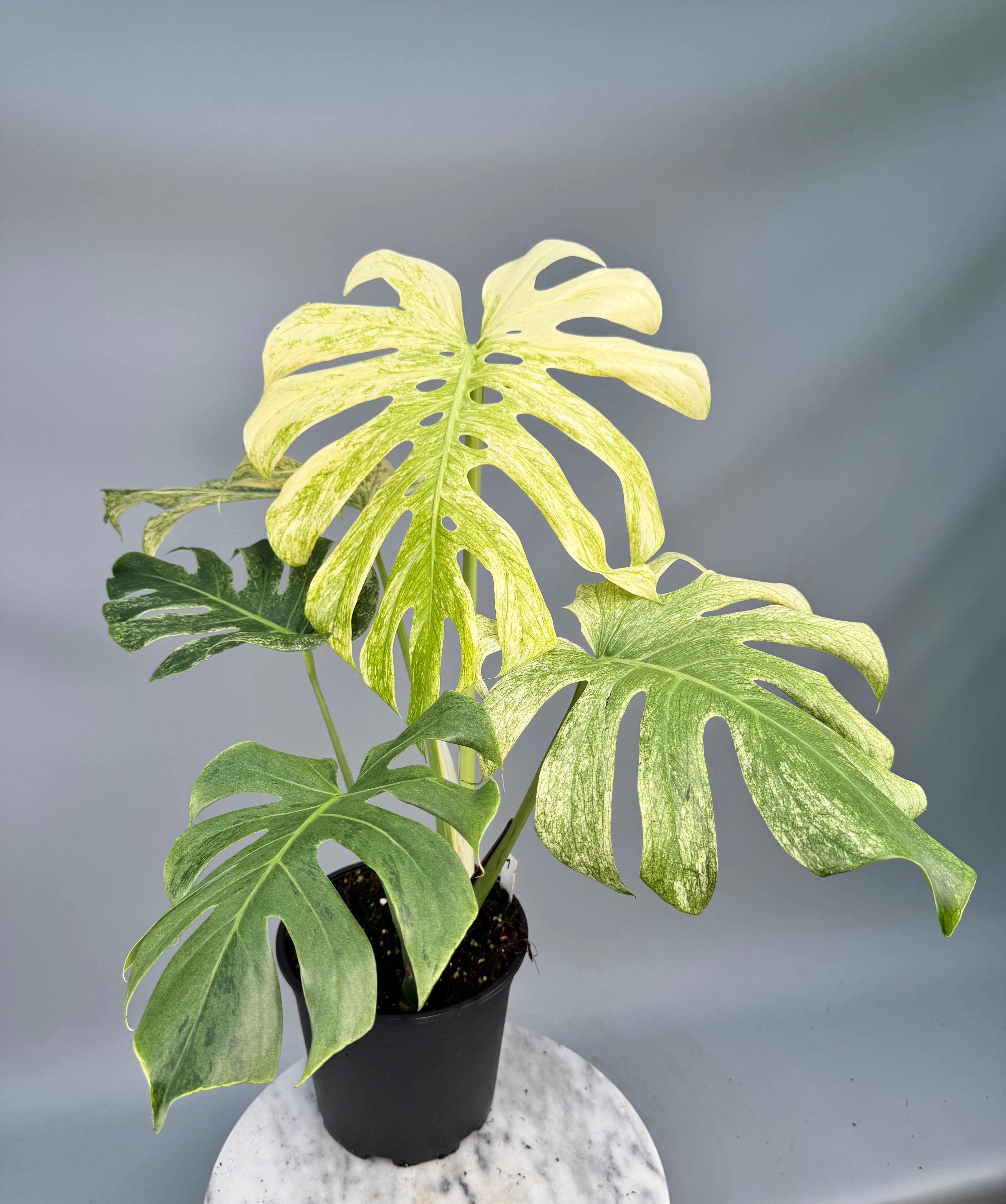 Monstera Full Mint deliciosa borsigiana Variegata