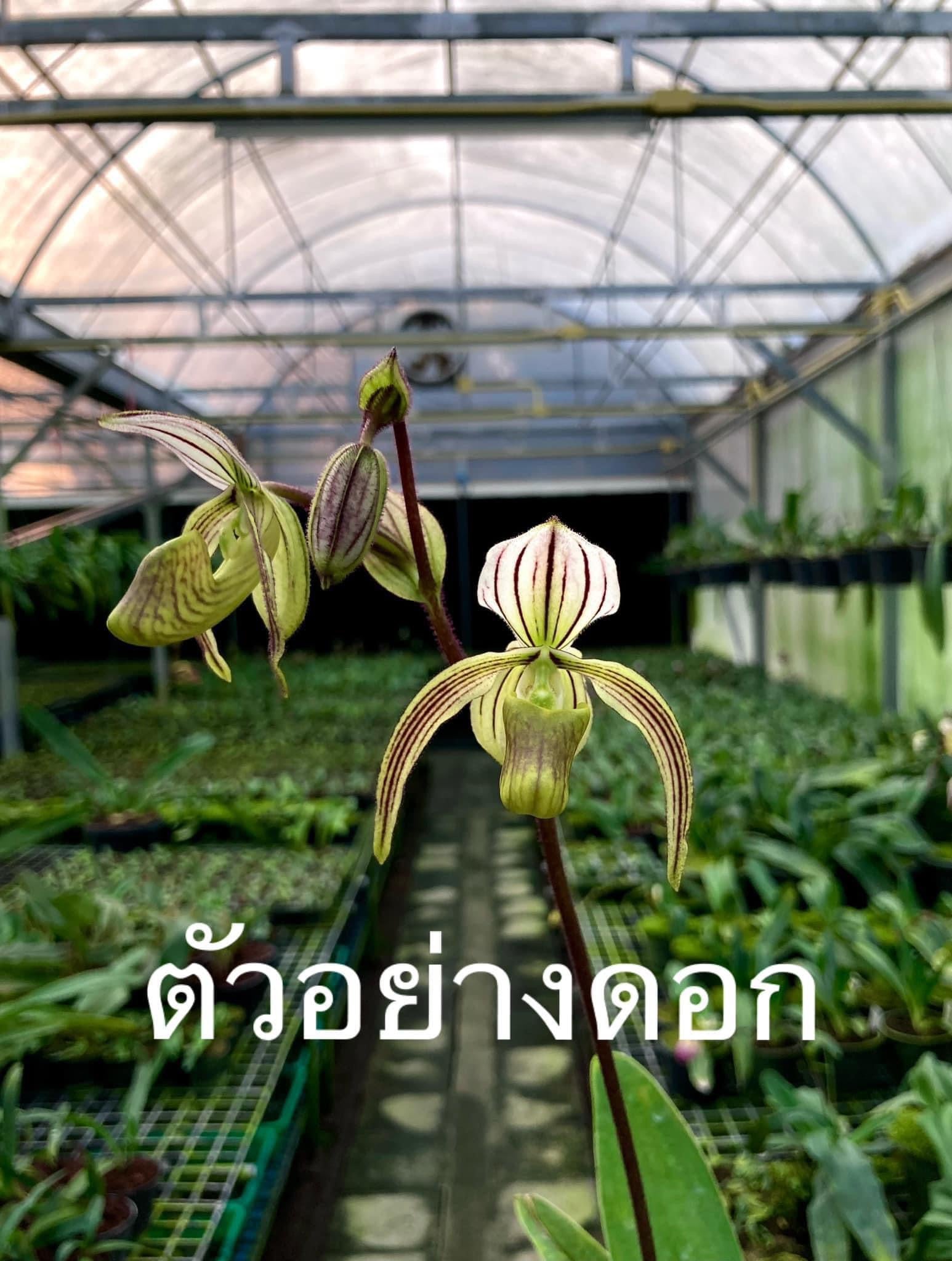 Paphiopedilum randsii