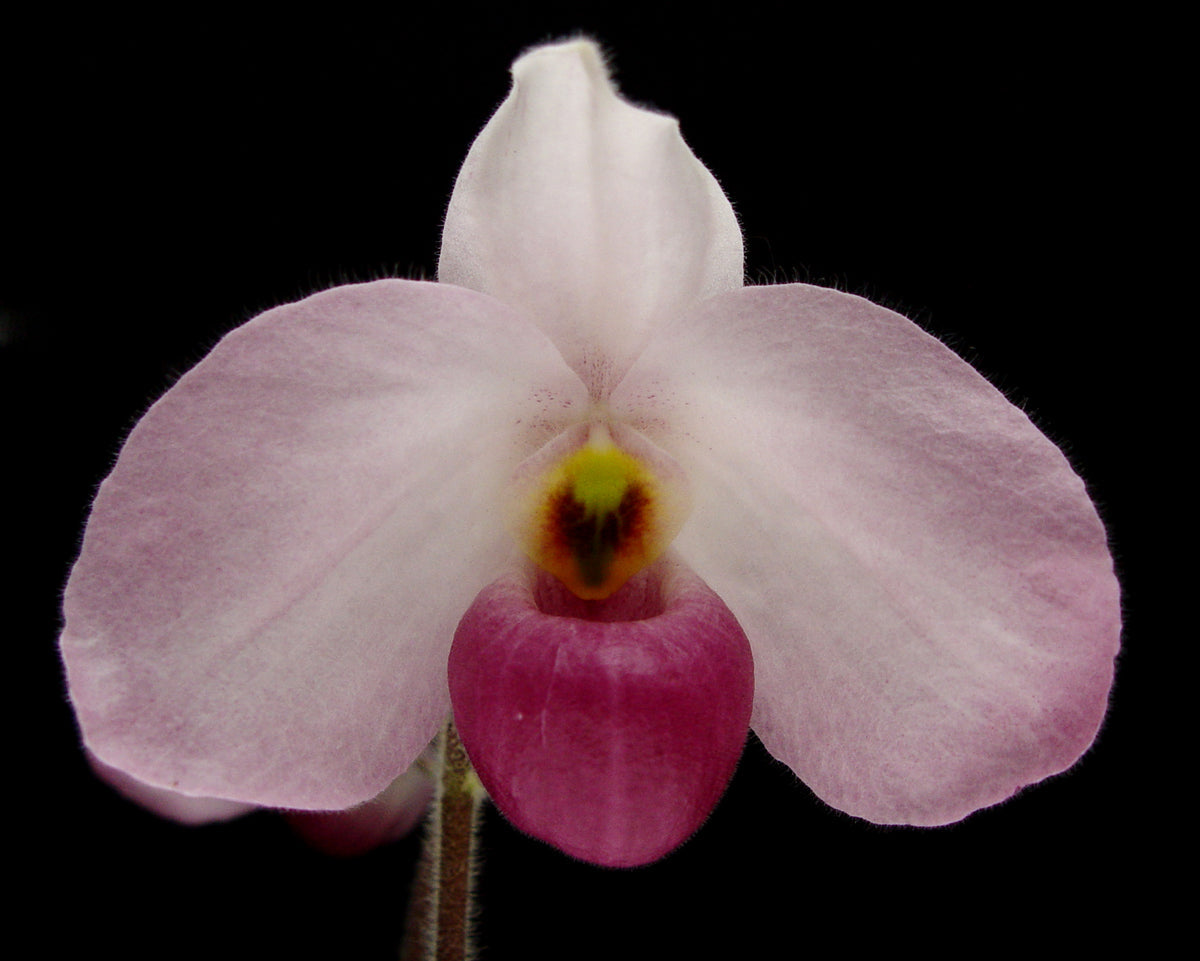 Paphiopedilum Ho Chi Minh