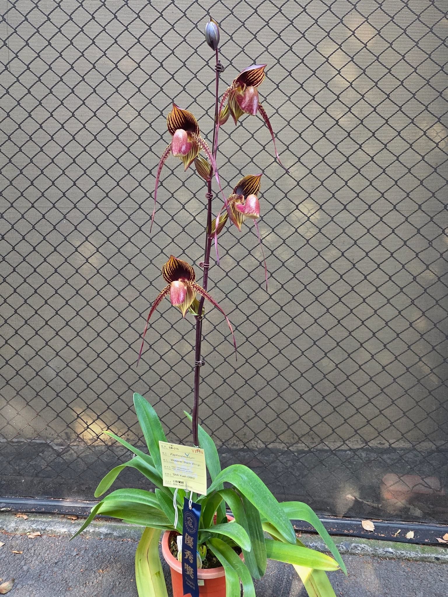 Paphiopedilum Wössner Black Wings 'Powderpuff' AM/AOS