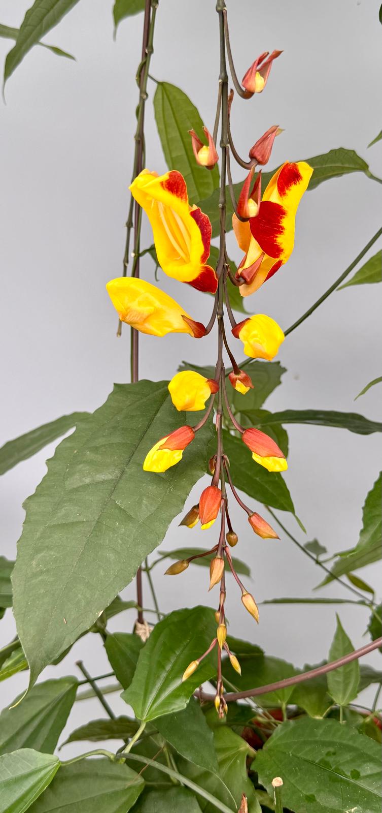 Thunbergia mysorensis (Leaf Cutting)