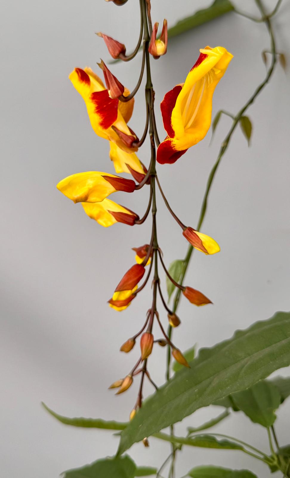 Thunbergia mysorensis (Leaf Cutting)
