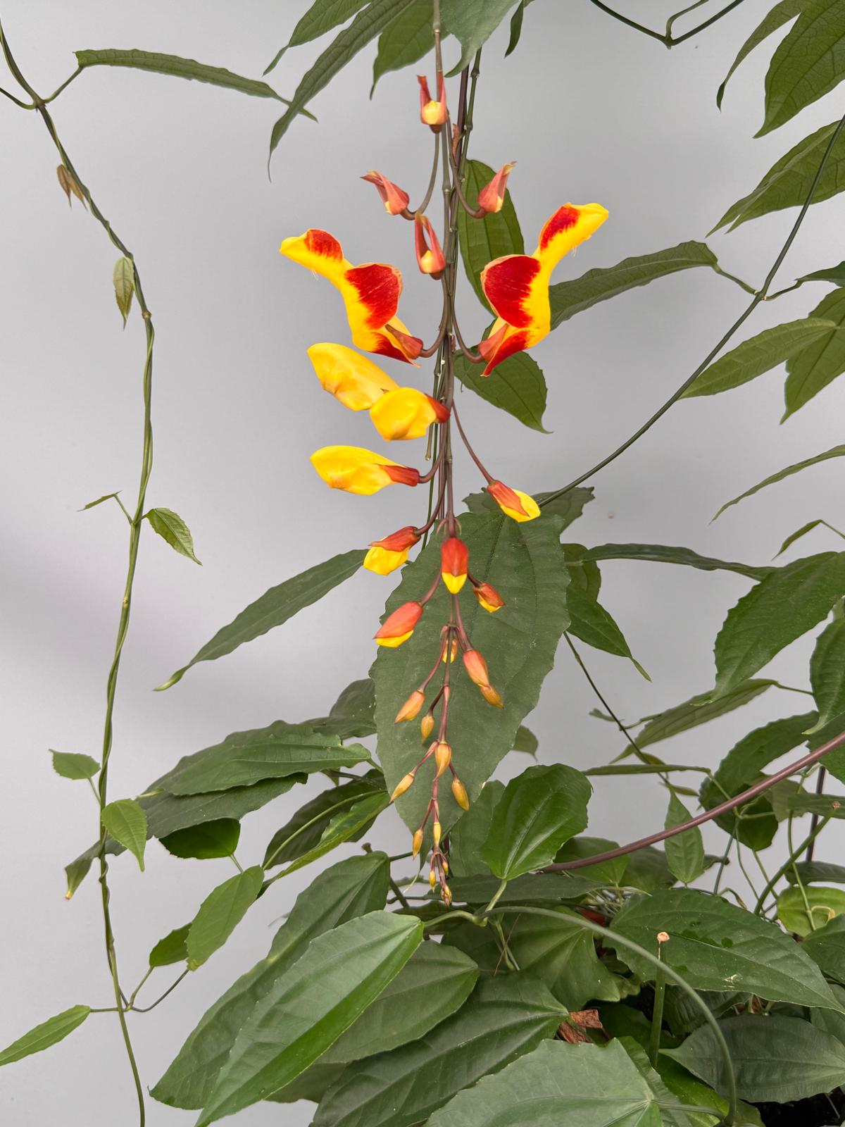 Thunbergia mysorensis (Leaf Cutting)
