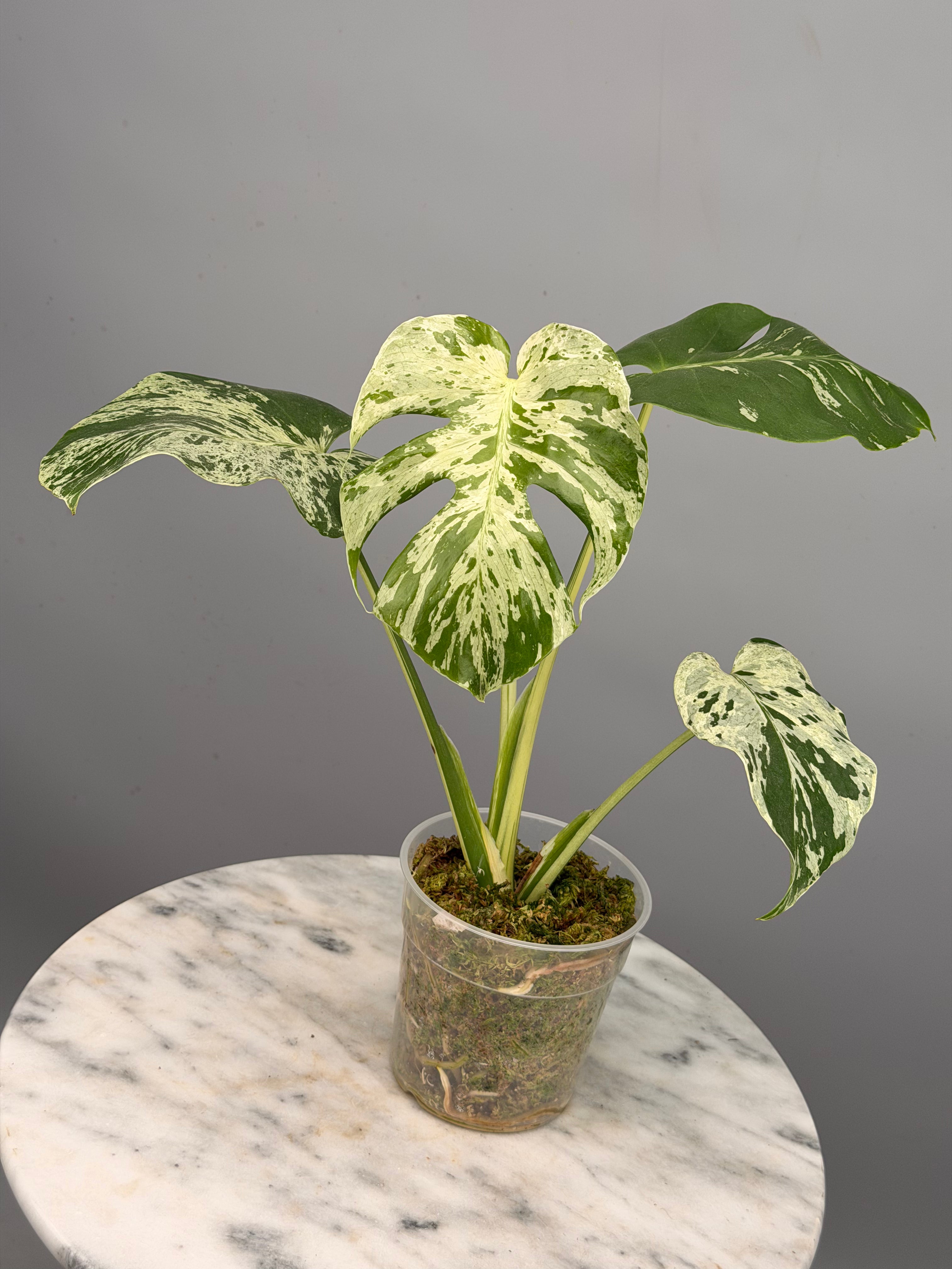 Monstera bulbasaur