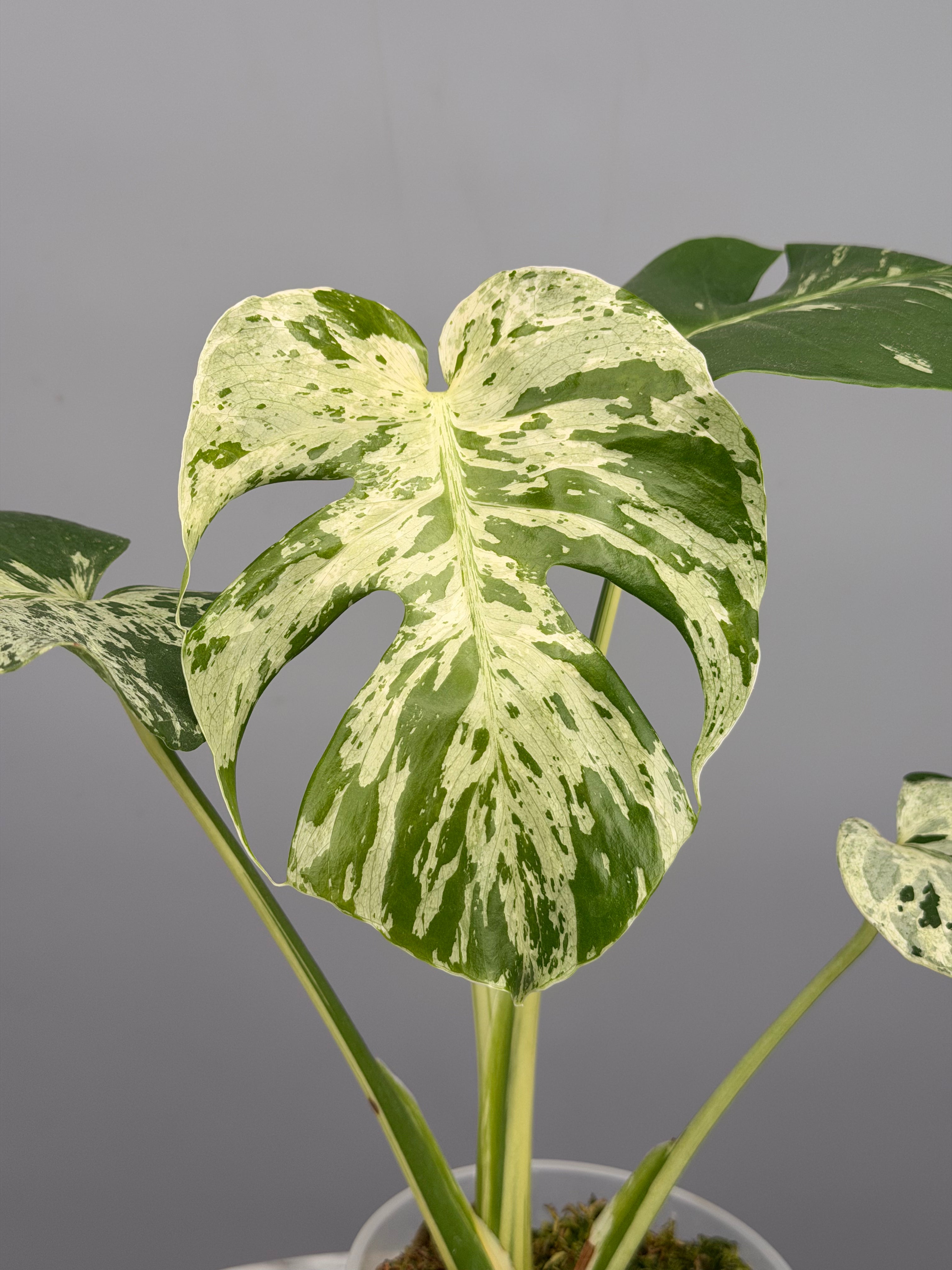 Monstera bulbasaur