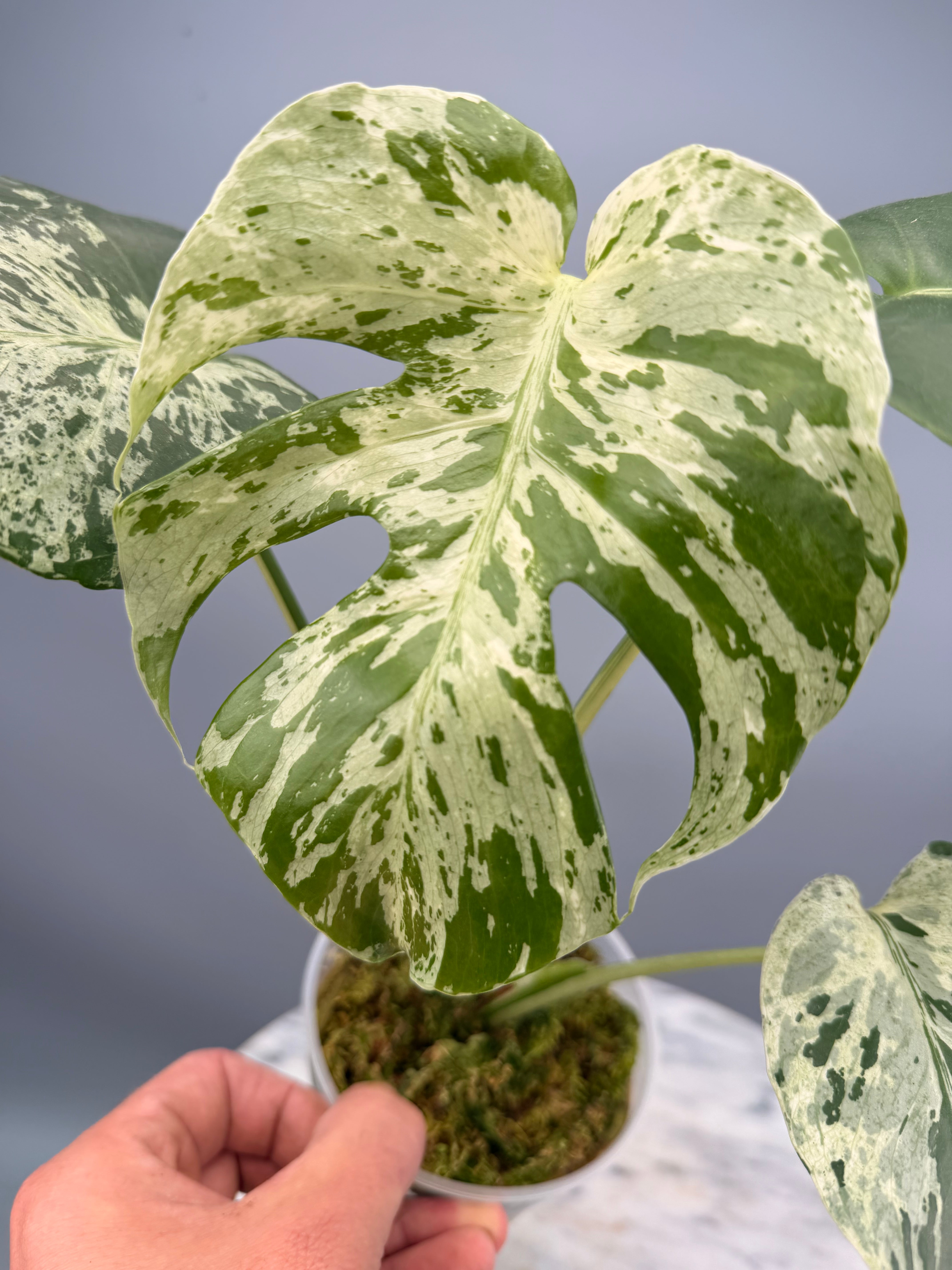 Monstera bulbasaur