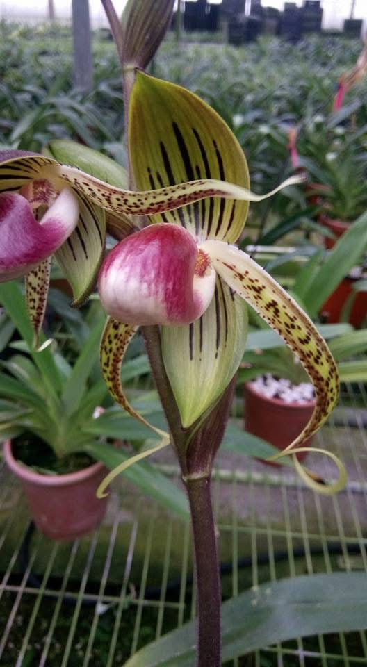 Paphiopedilum gigantifolium ‘Big Plant’