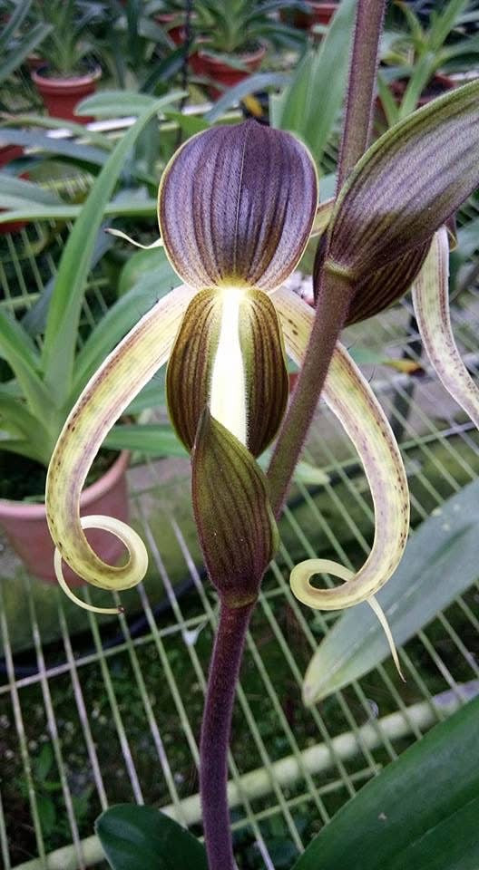 Paphiopedilum gigantifolium ‘Big Plant’