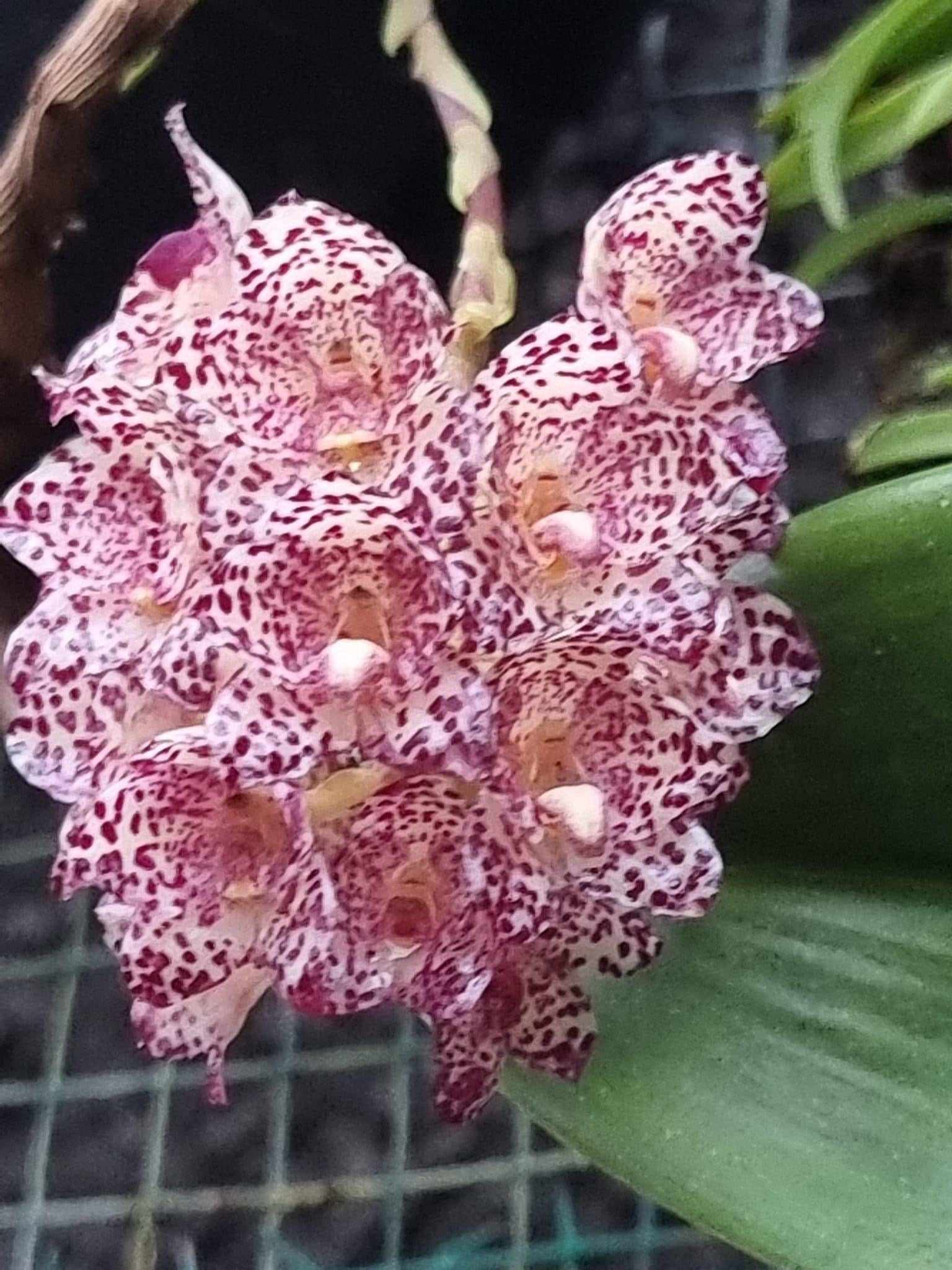 Bulbophyllum kubahense (Leaves 1+)