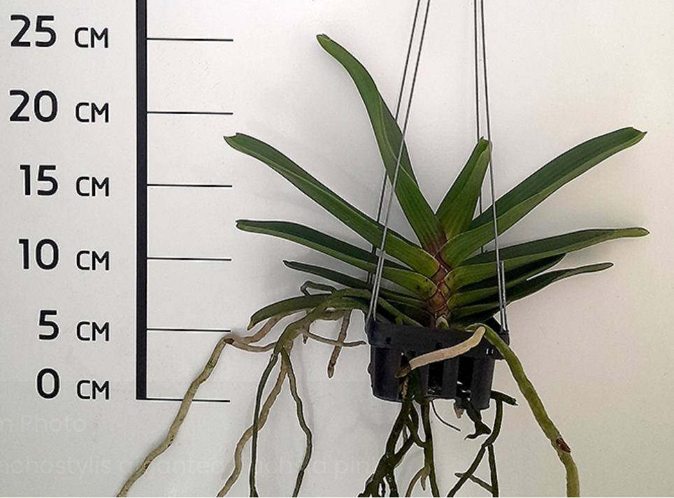 Rhynchostylis gigantea "Cartoon"