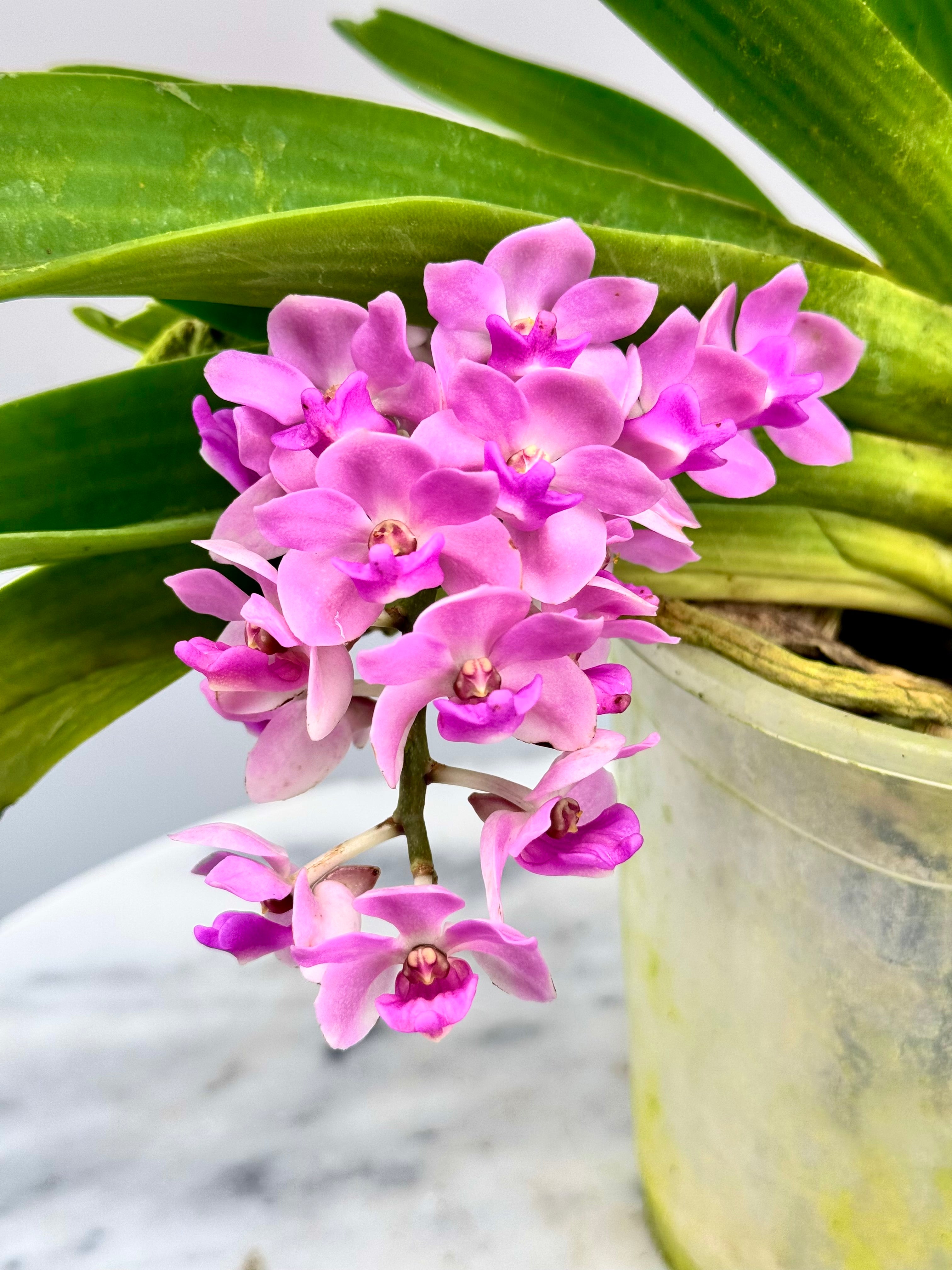 Rhynchostylis gigantea "Pink"