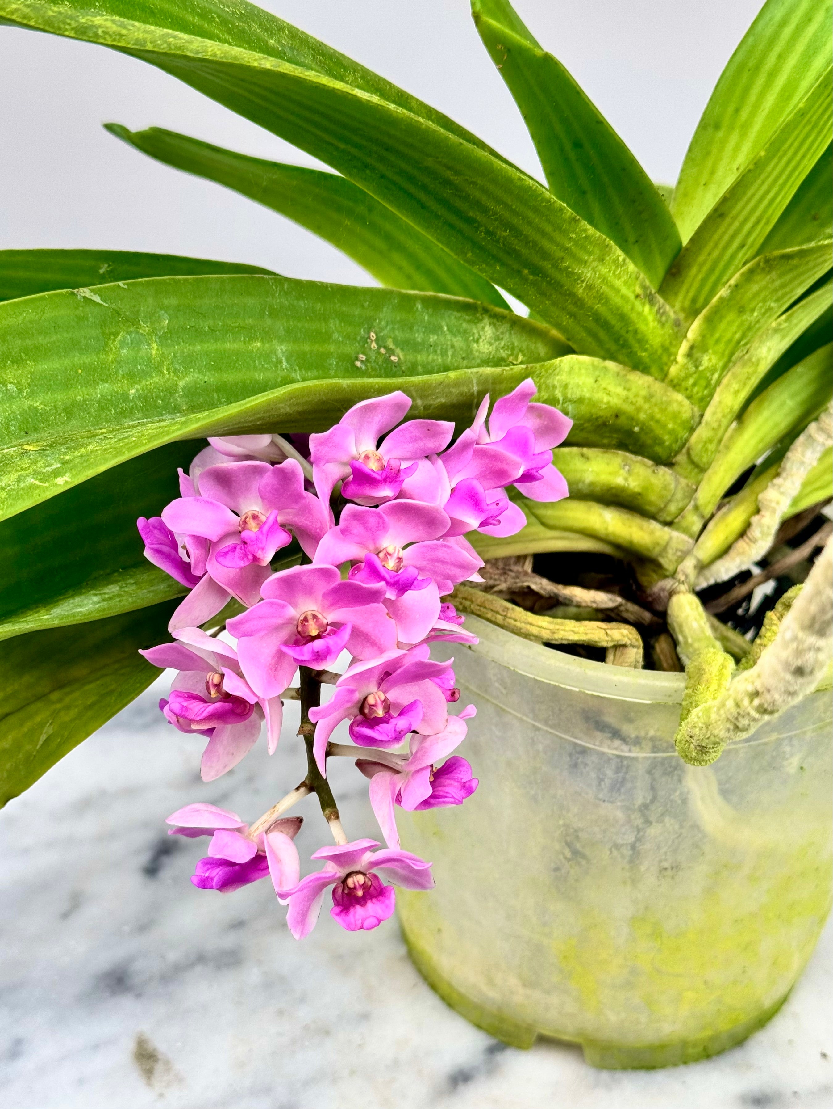 Rhynchostylis gigantea "Pink"