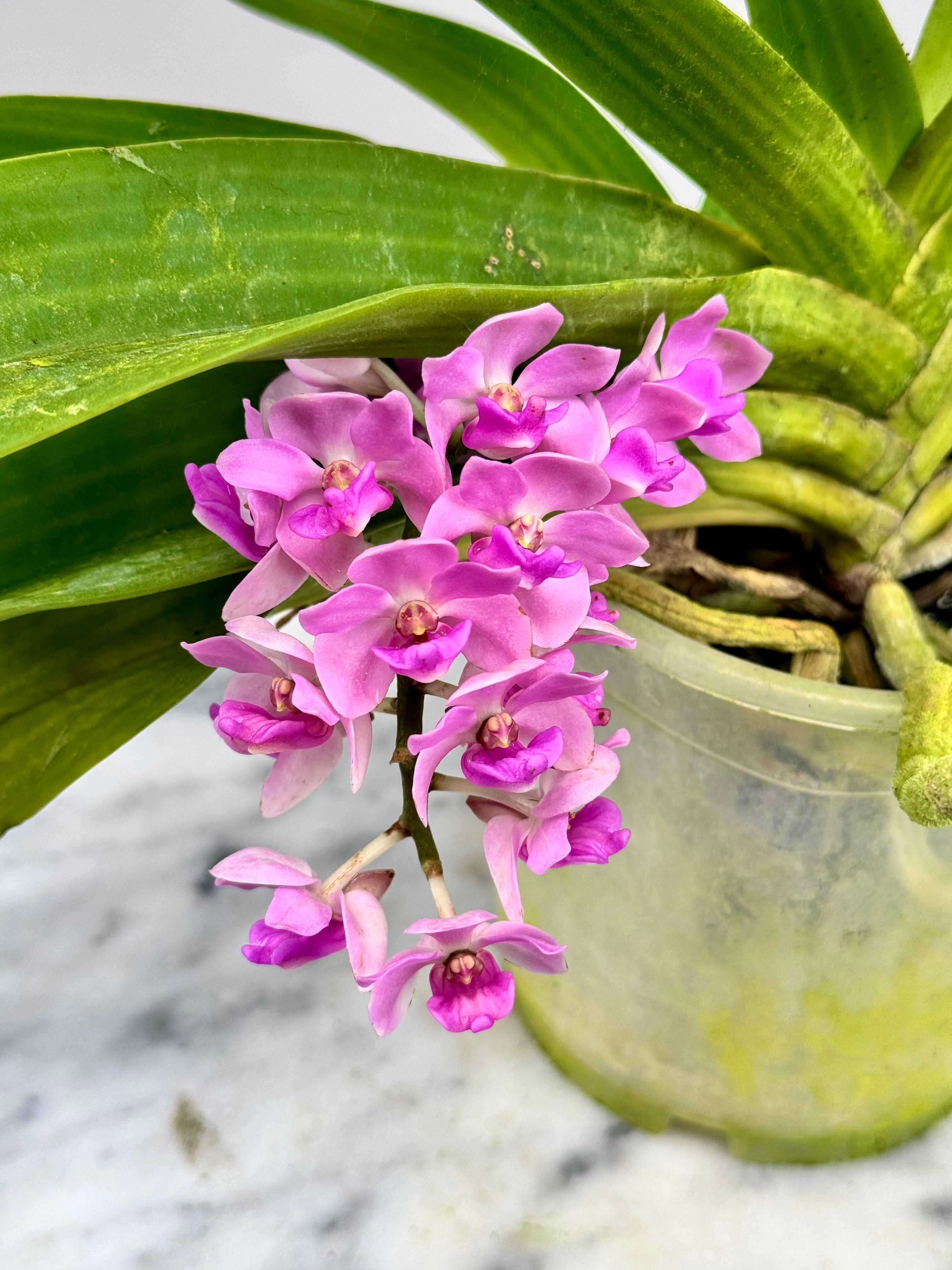 Rhynchostylis gigantea "Pink"