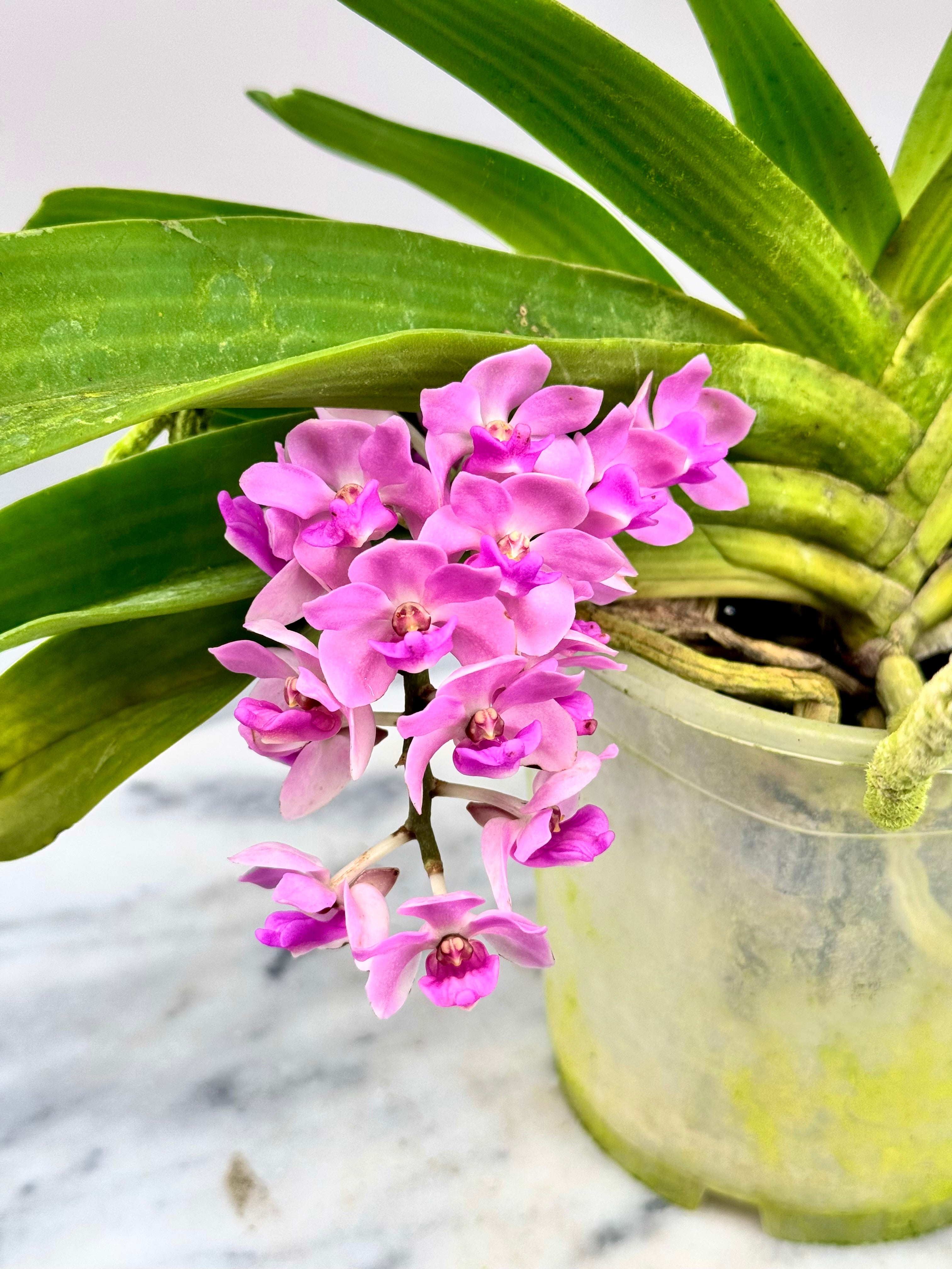 Rhynchostylis gigantea 