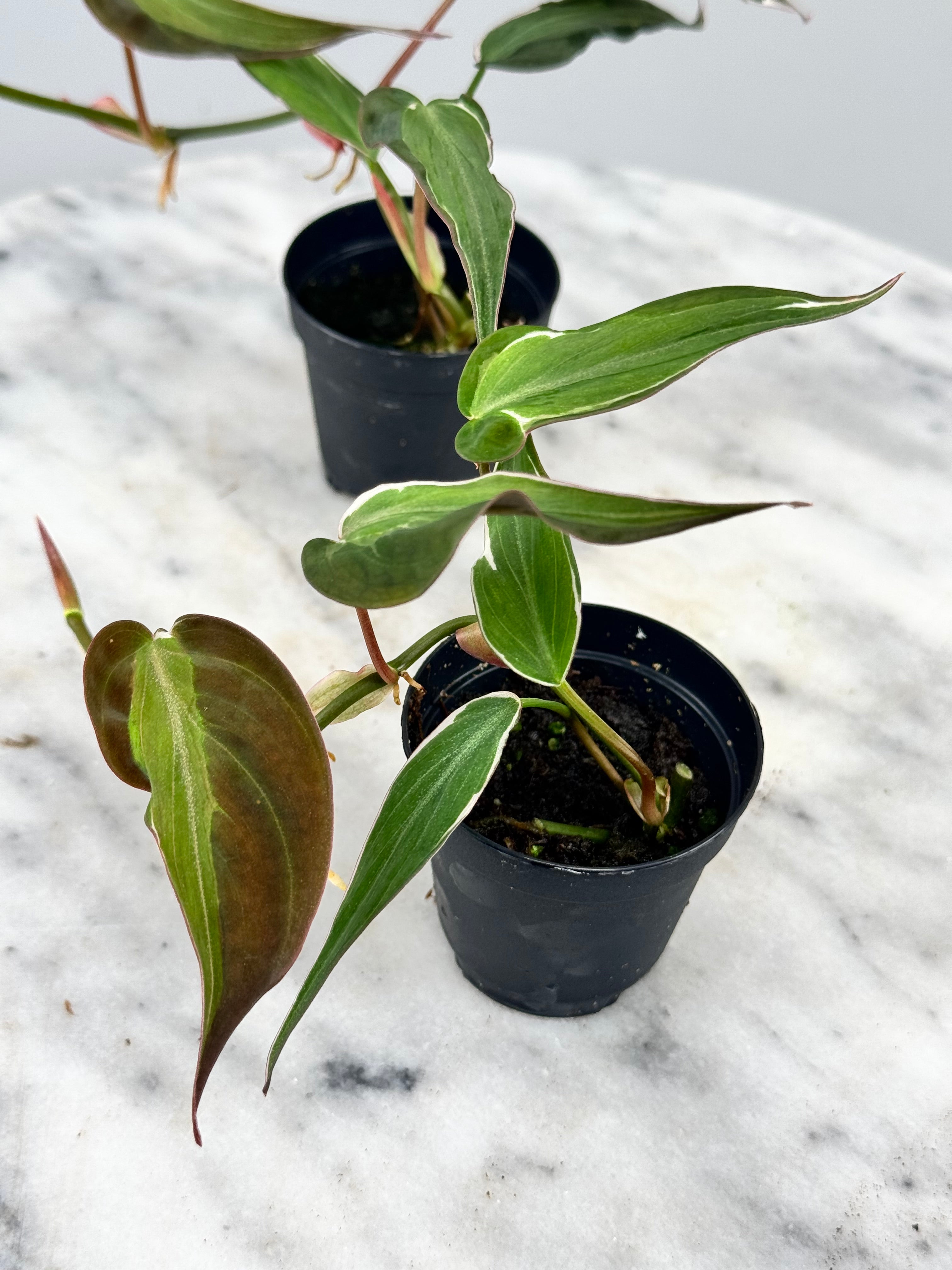 Philodendron micans variegated Albo (1 Leaf Cutting)