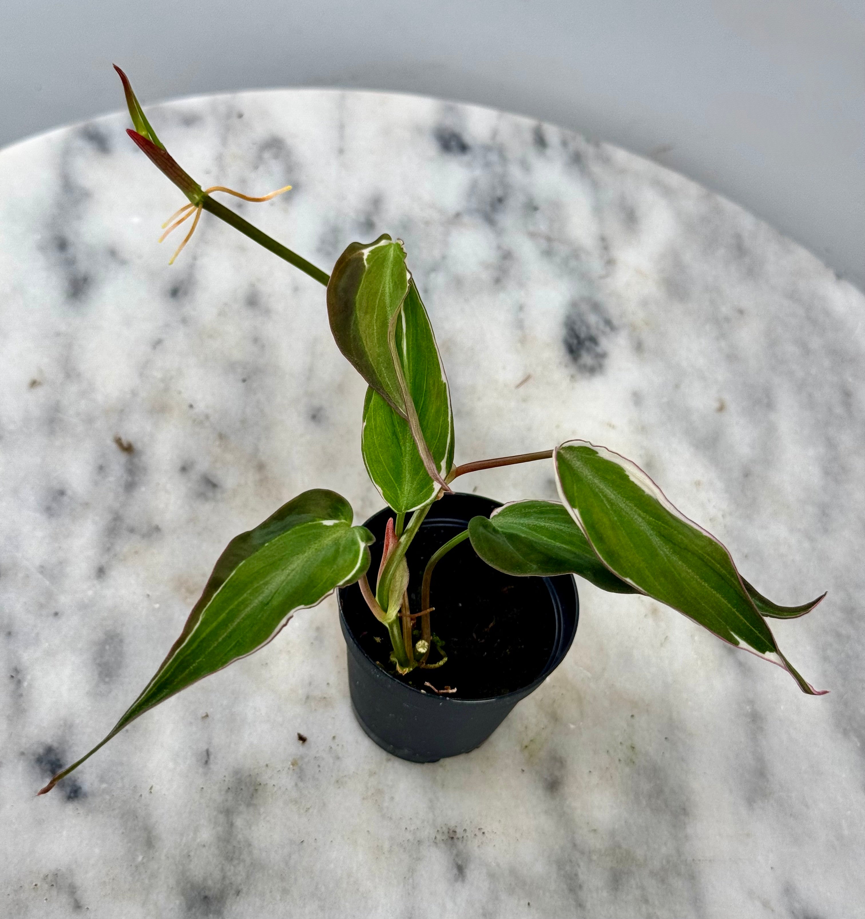 Philodendron micans variegated Albo (1 Leaf Cutting)