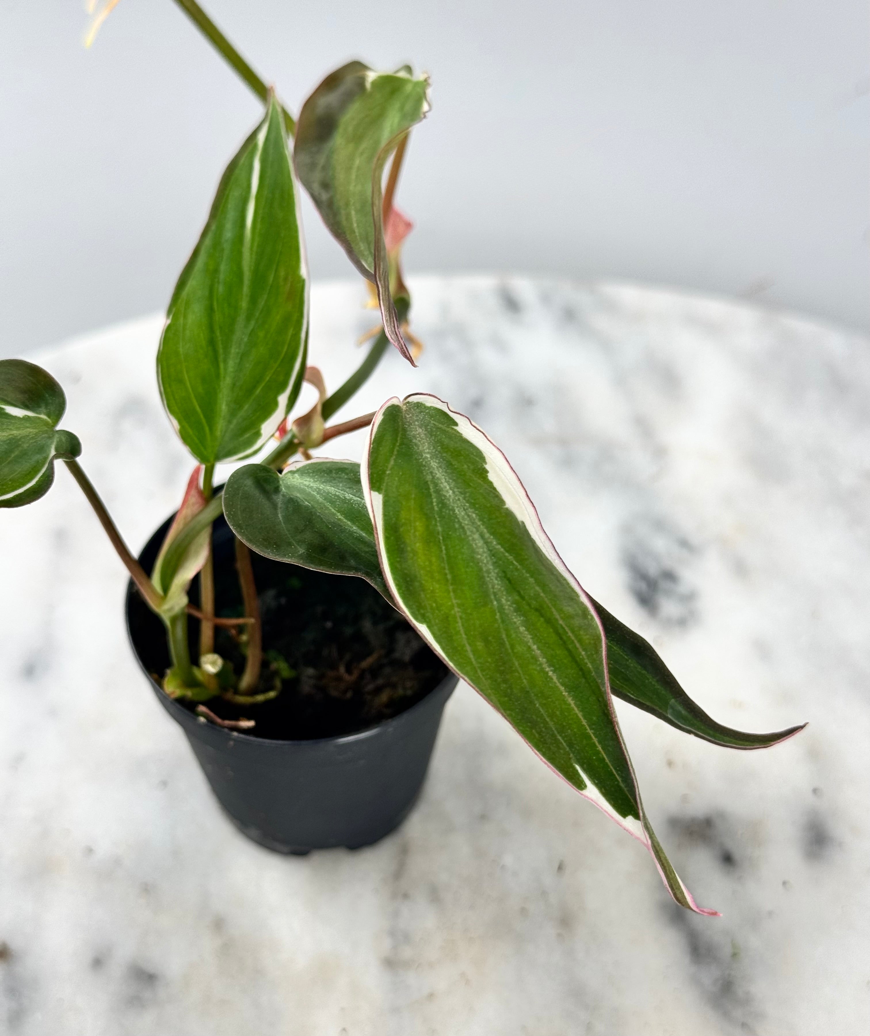 Philodendron micans variegated Albo