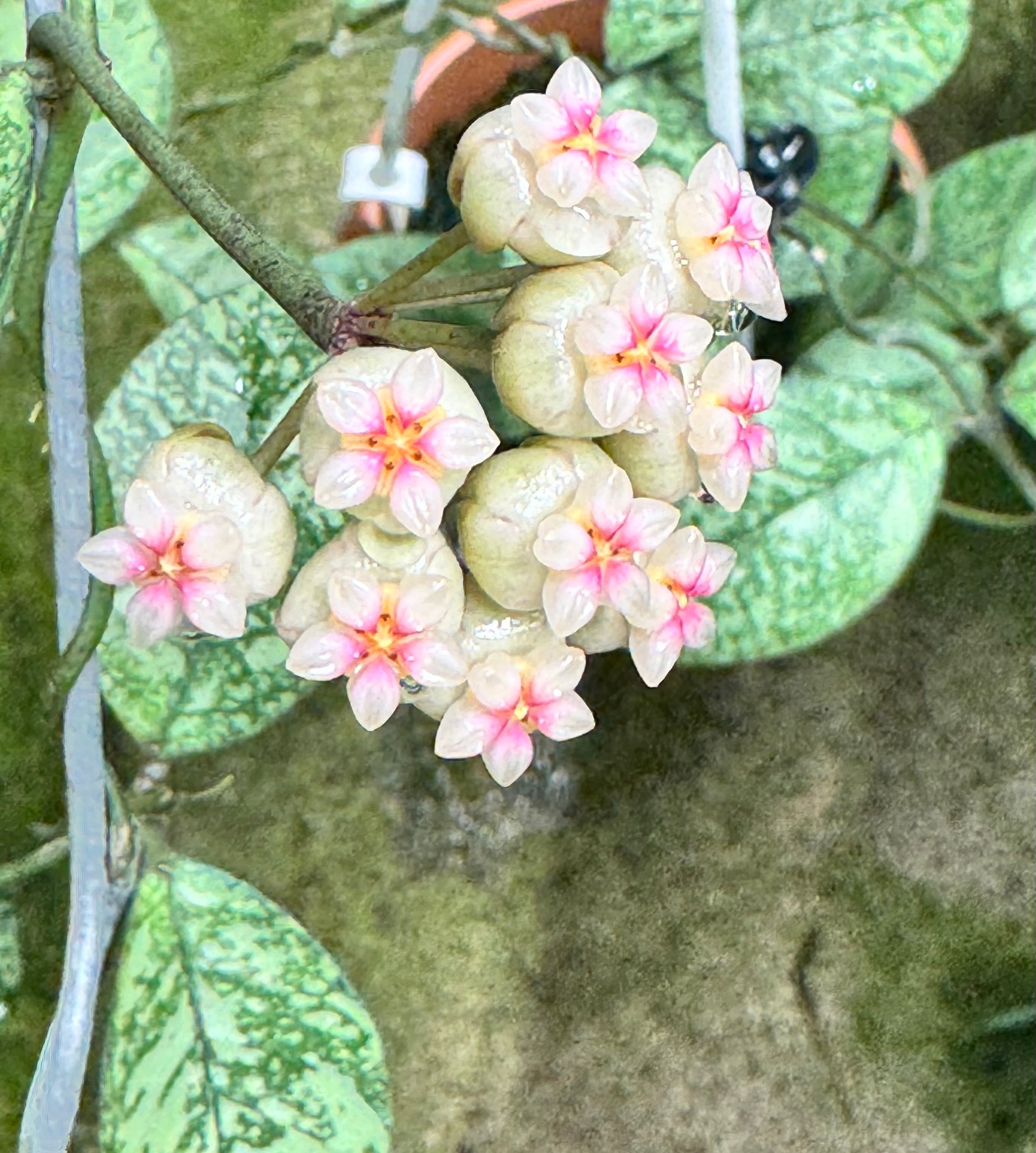 Hoya crassipetiolata ‘Silver Splash’