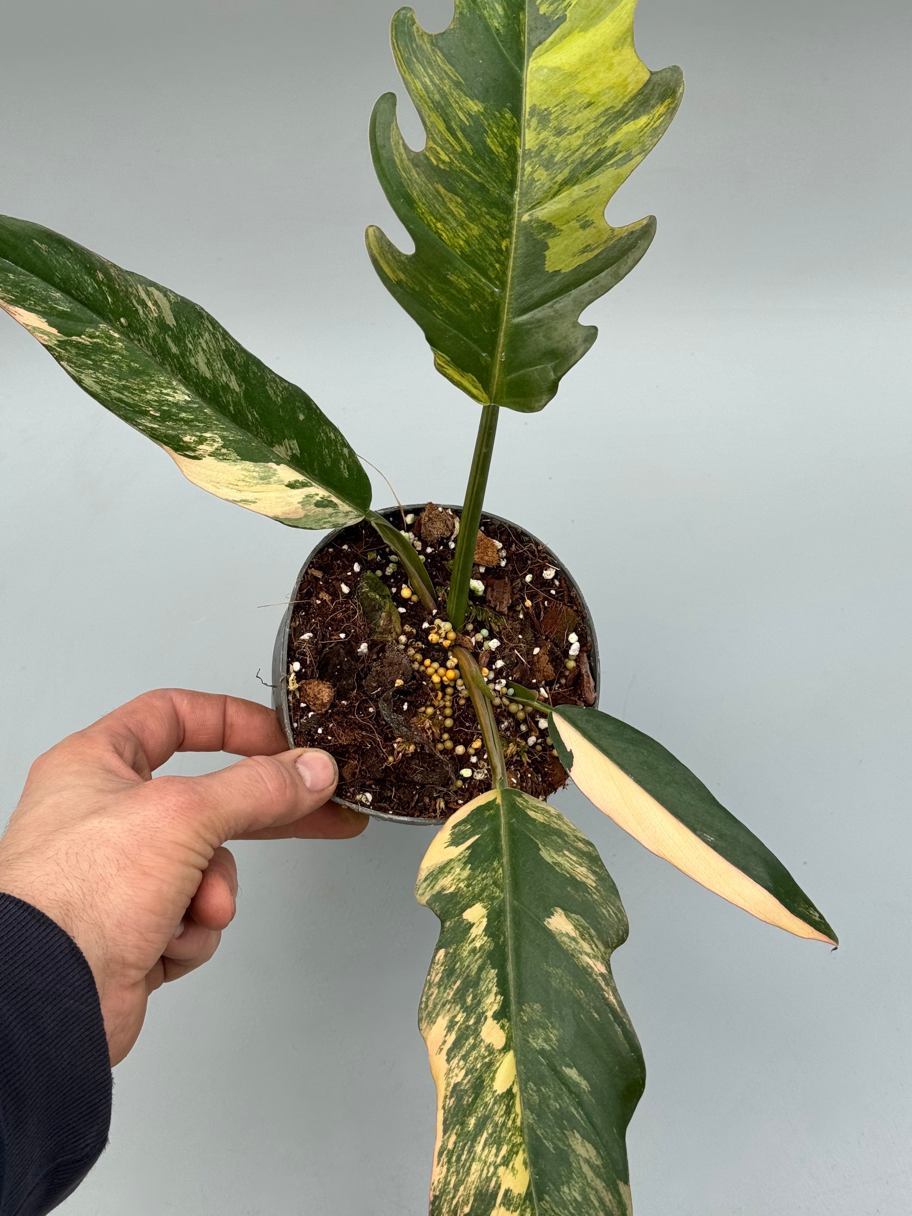 Philodendron Caramel Marble (Medium Plant)