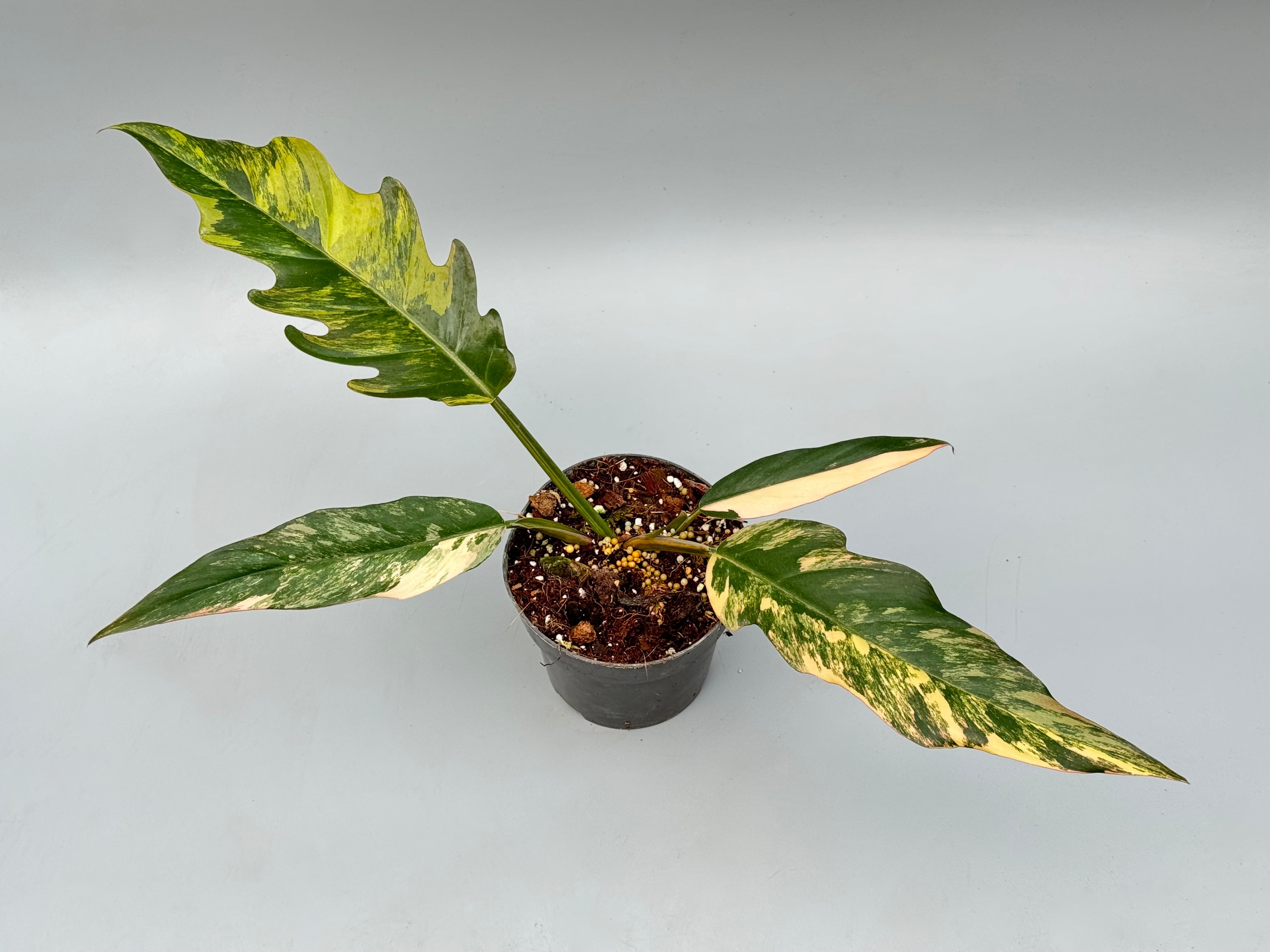 Philodendron Caramel Marble (Medium Plant)