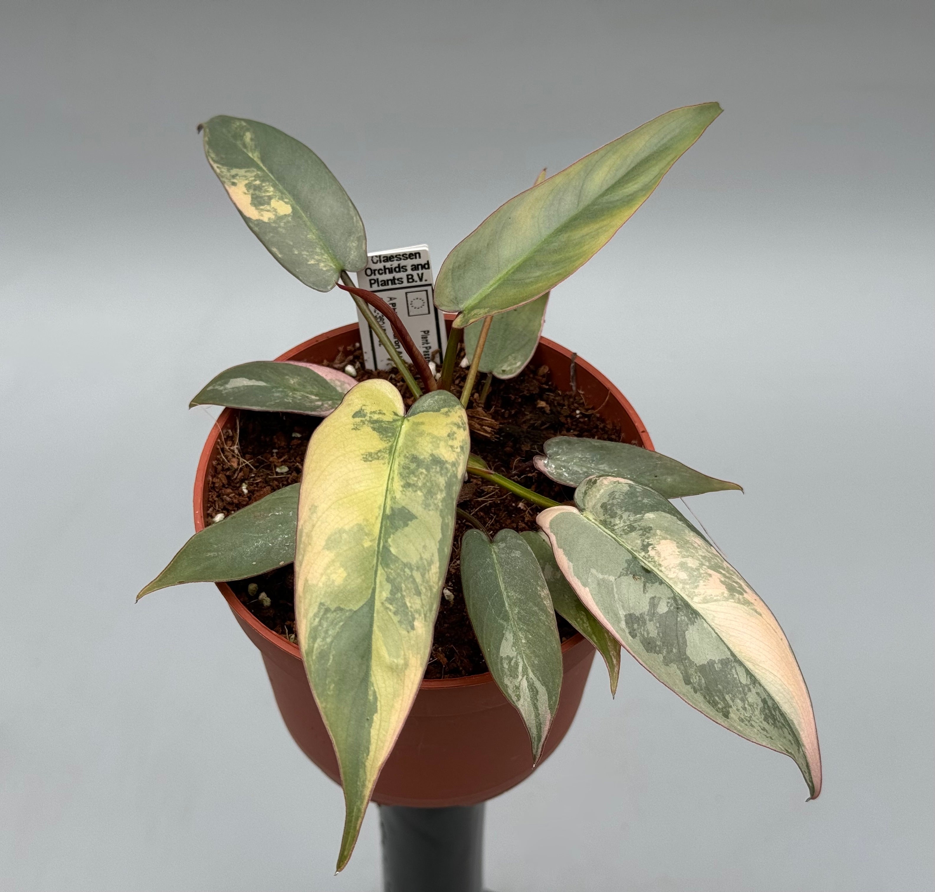 Philodendron atabapoense variegata