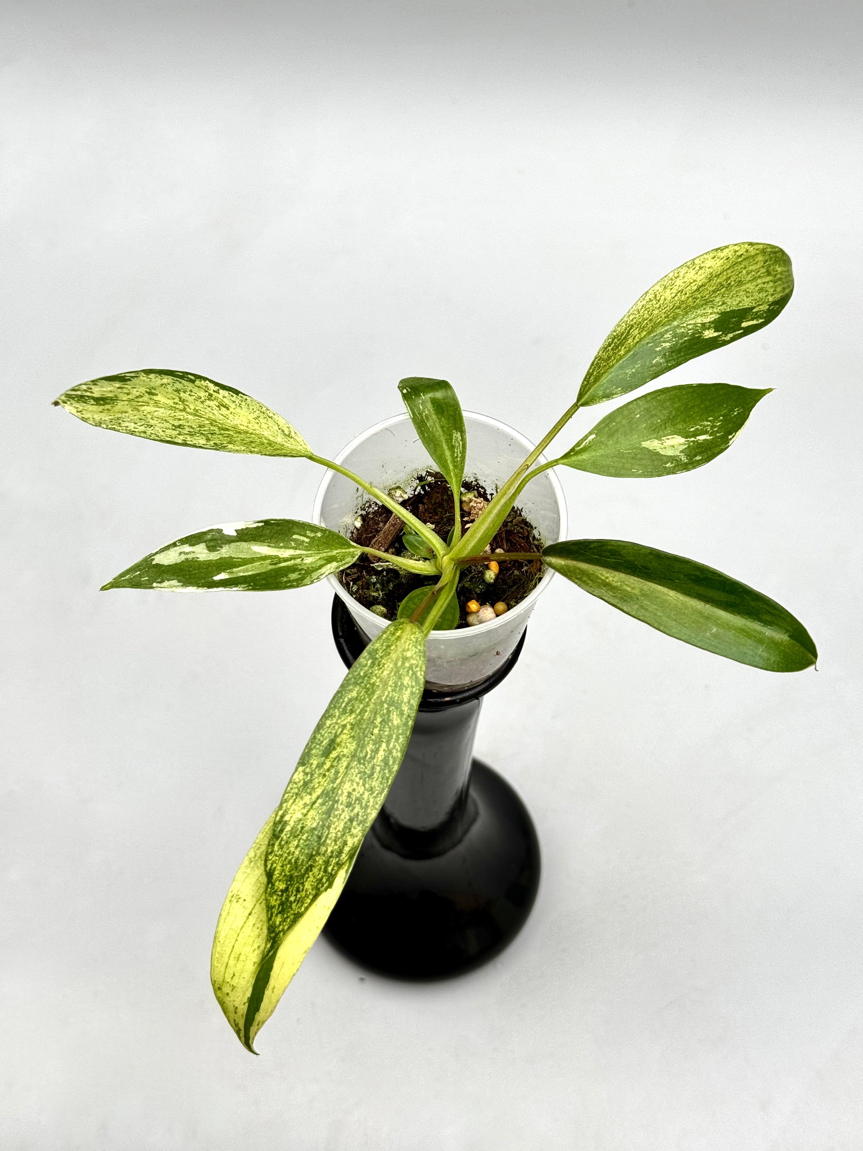 Philodendron joepii Variegated (Baby Plant) 5/6 Leaves