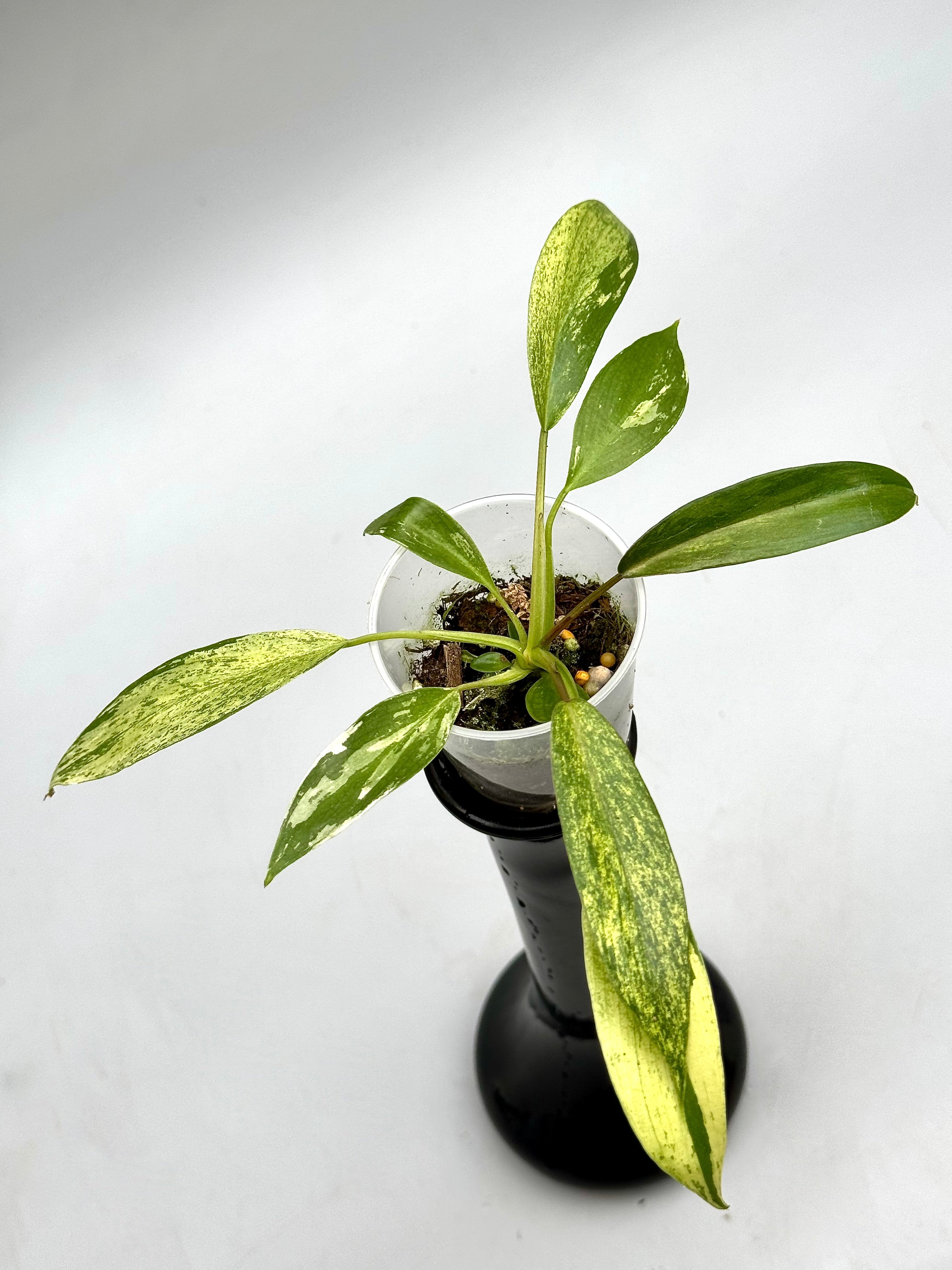 Philodendron joepii Variegated (Baby Plant)
