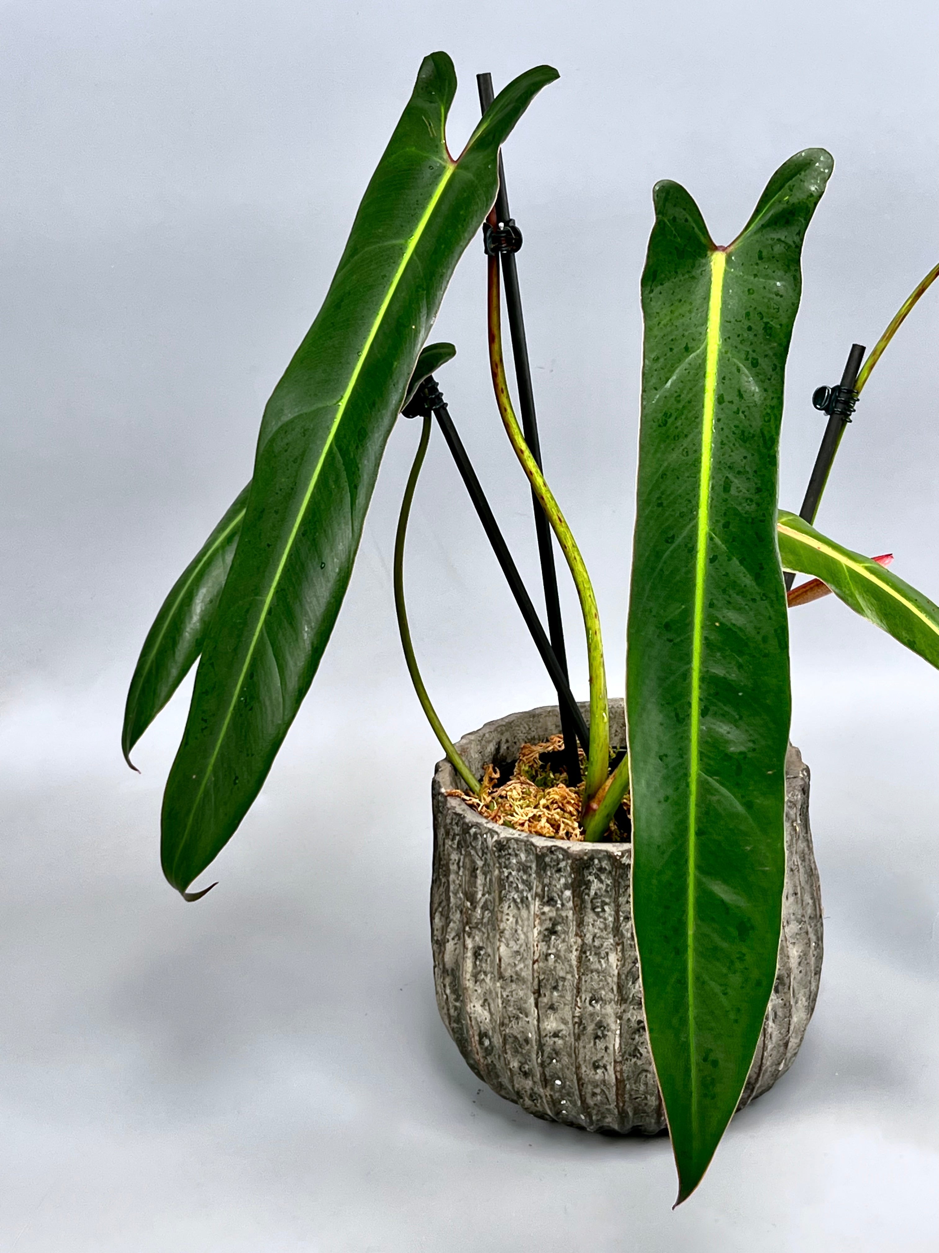 Philodendron spiritus sancti (Big Plant) Leaves  35/40 cm