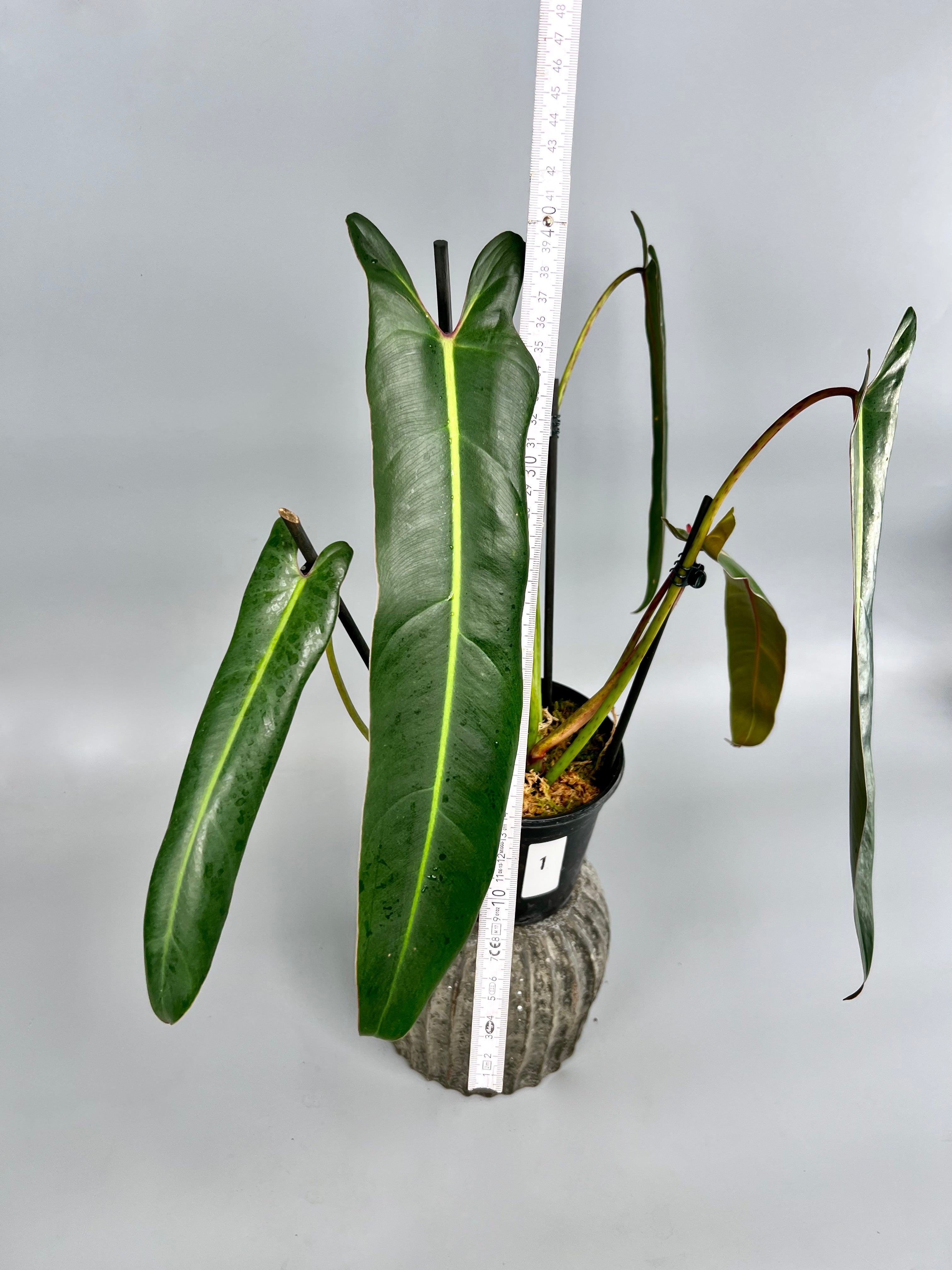 Philodendron spiritus sancti (Big Plant) Leaves  35/40 cm