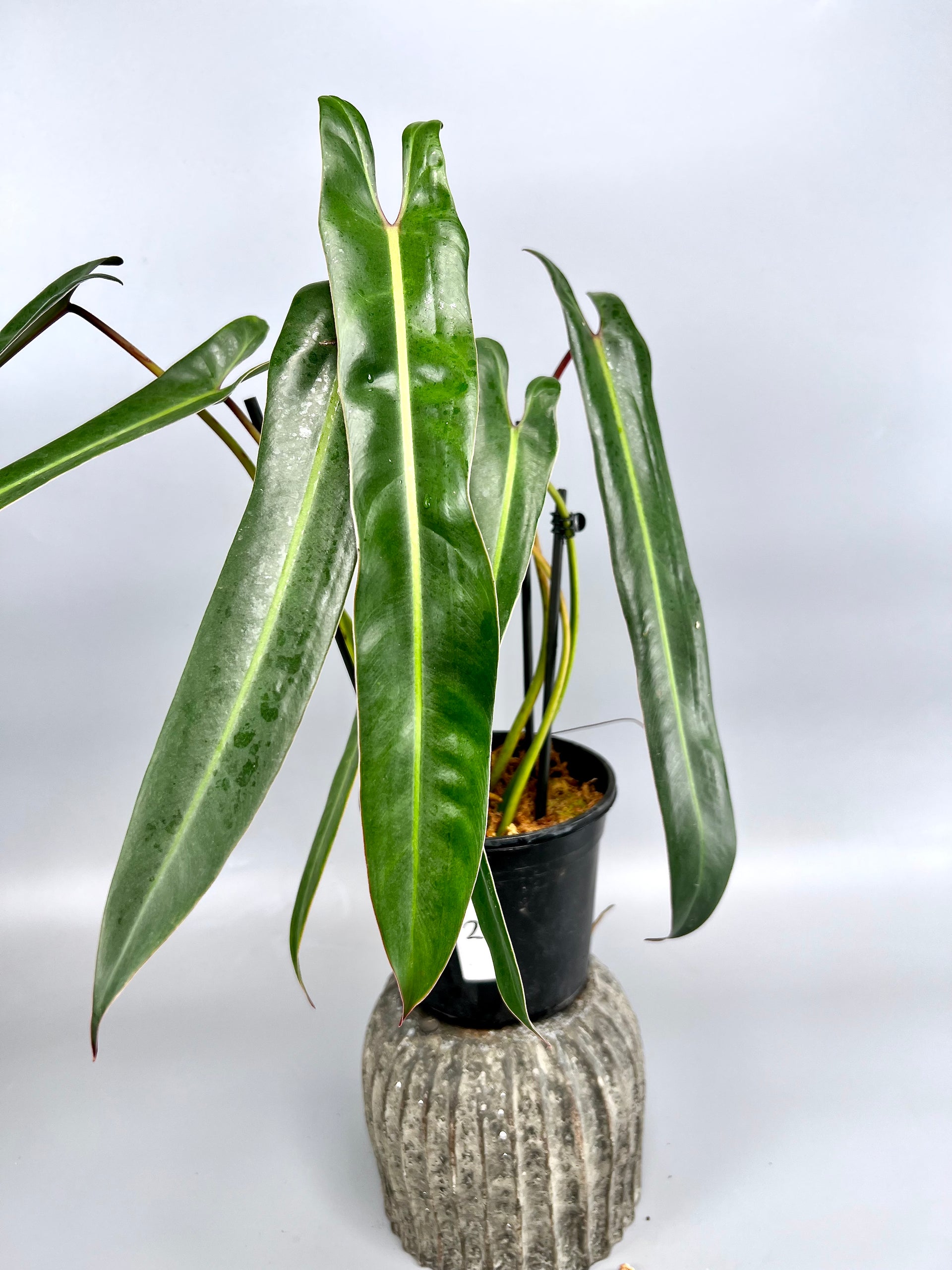 philodendron spiritus sancti cost Philodendron spiritus sancti (Big Plant) Leaves 35/40 cm leaves (+ Lot