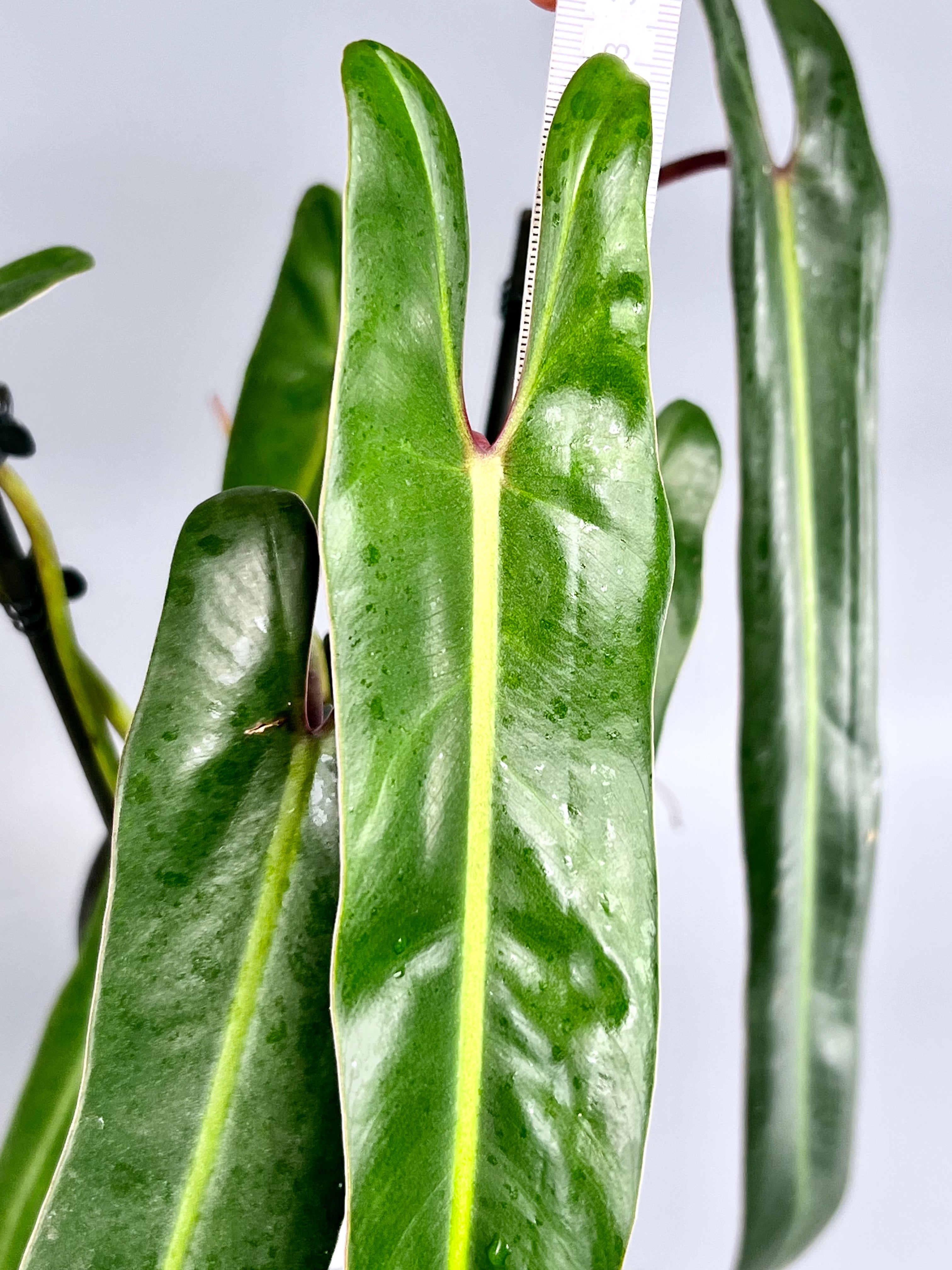 Philodendron spiritus sancti (Big Plant) Leaves 35/40 cm more laeves