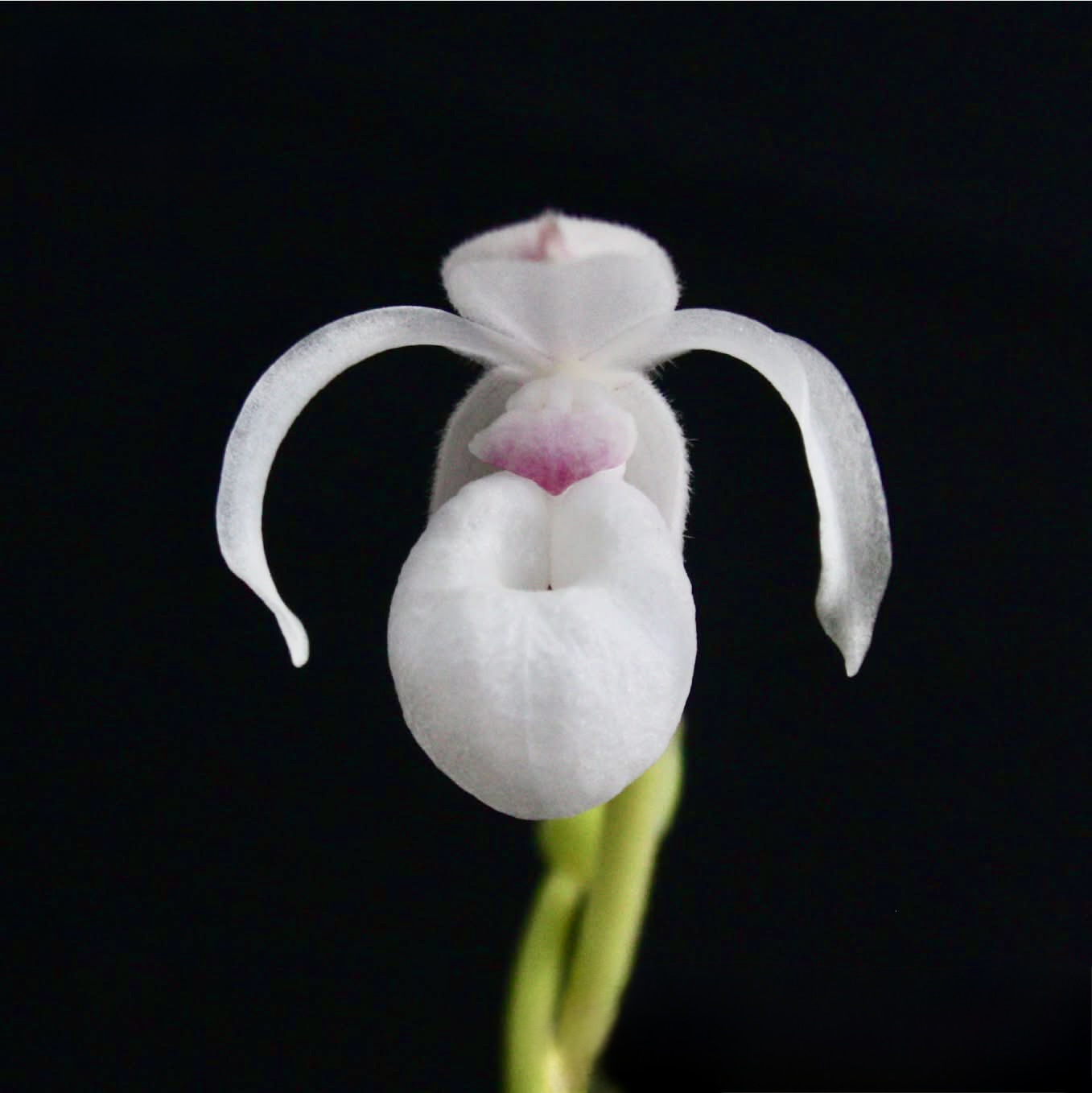 Mexipedium xerophyticum