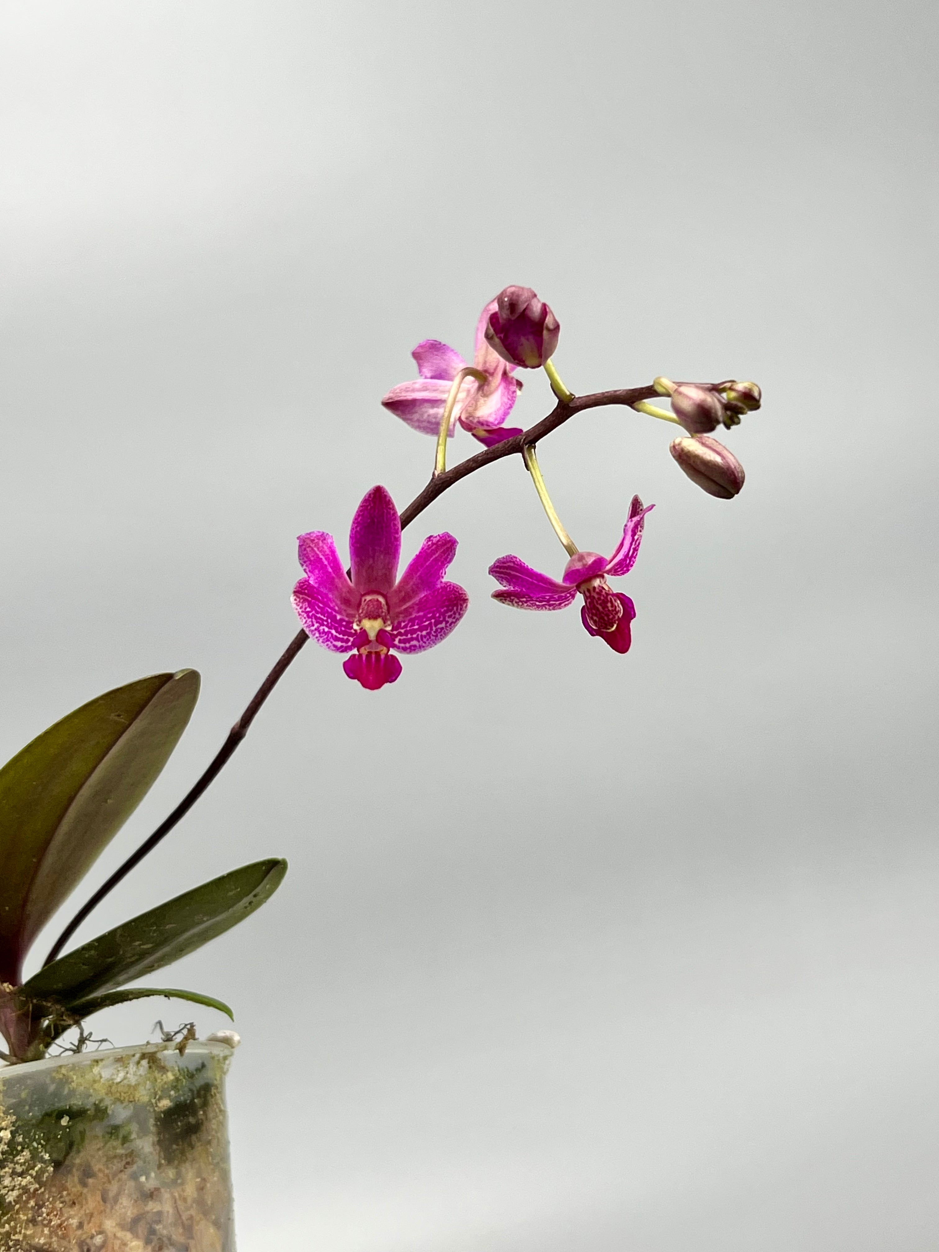 Phalaenopsis San Shia Swan